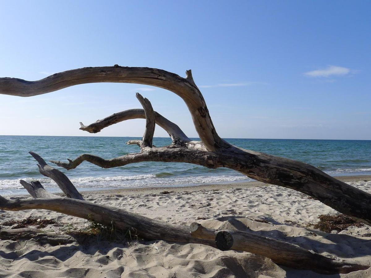 Kranich-Kate, exclusive Reet-Doppelhaushälfte für 6 Personen in Zingst