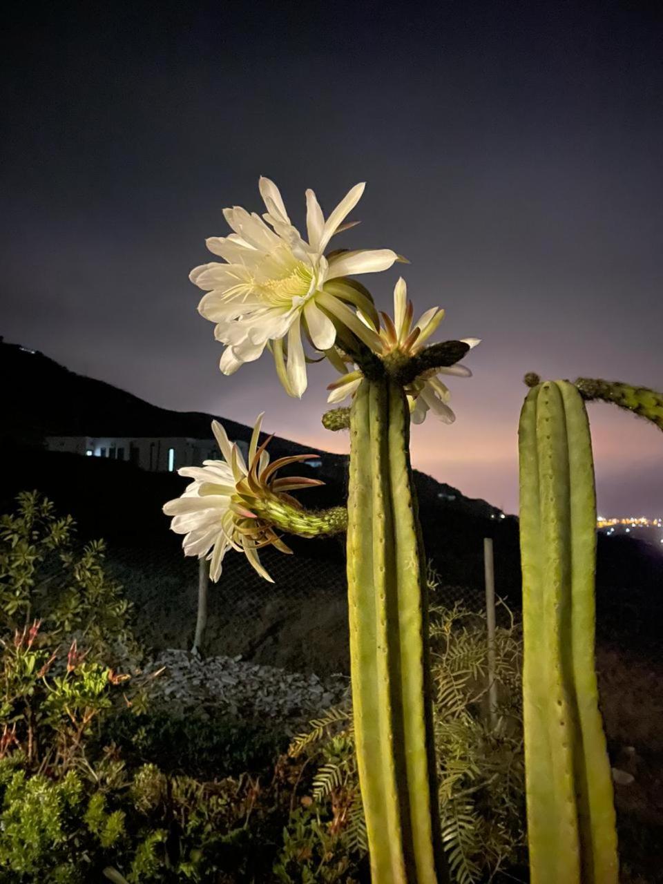 La Serena Casa Cabaña de campo entre cactus y colibríes