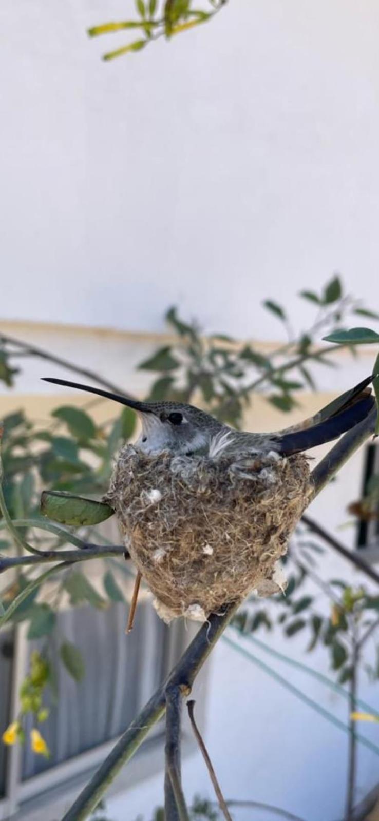 La Serena Casa Cabaña de campo entre cactus y colibríes
