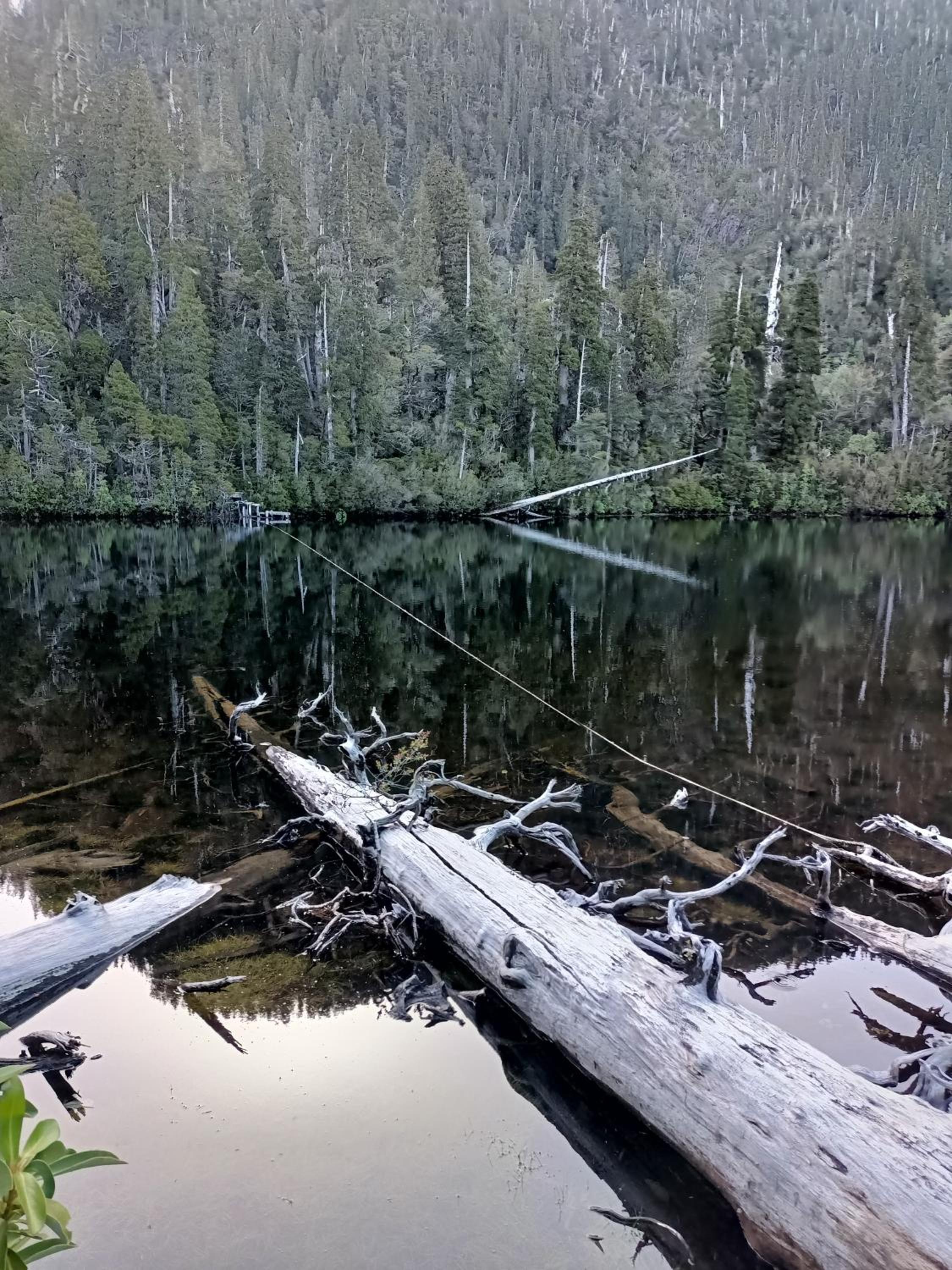 Refugio reflejos de alerce
