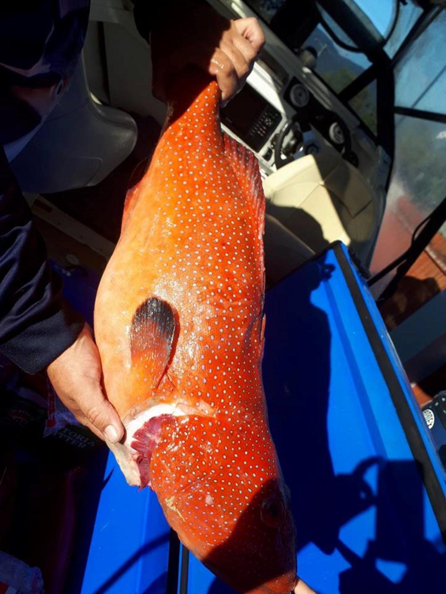 Kurrimine Fishing Haven - Pet Friendly