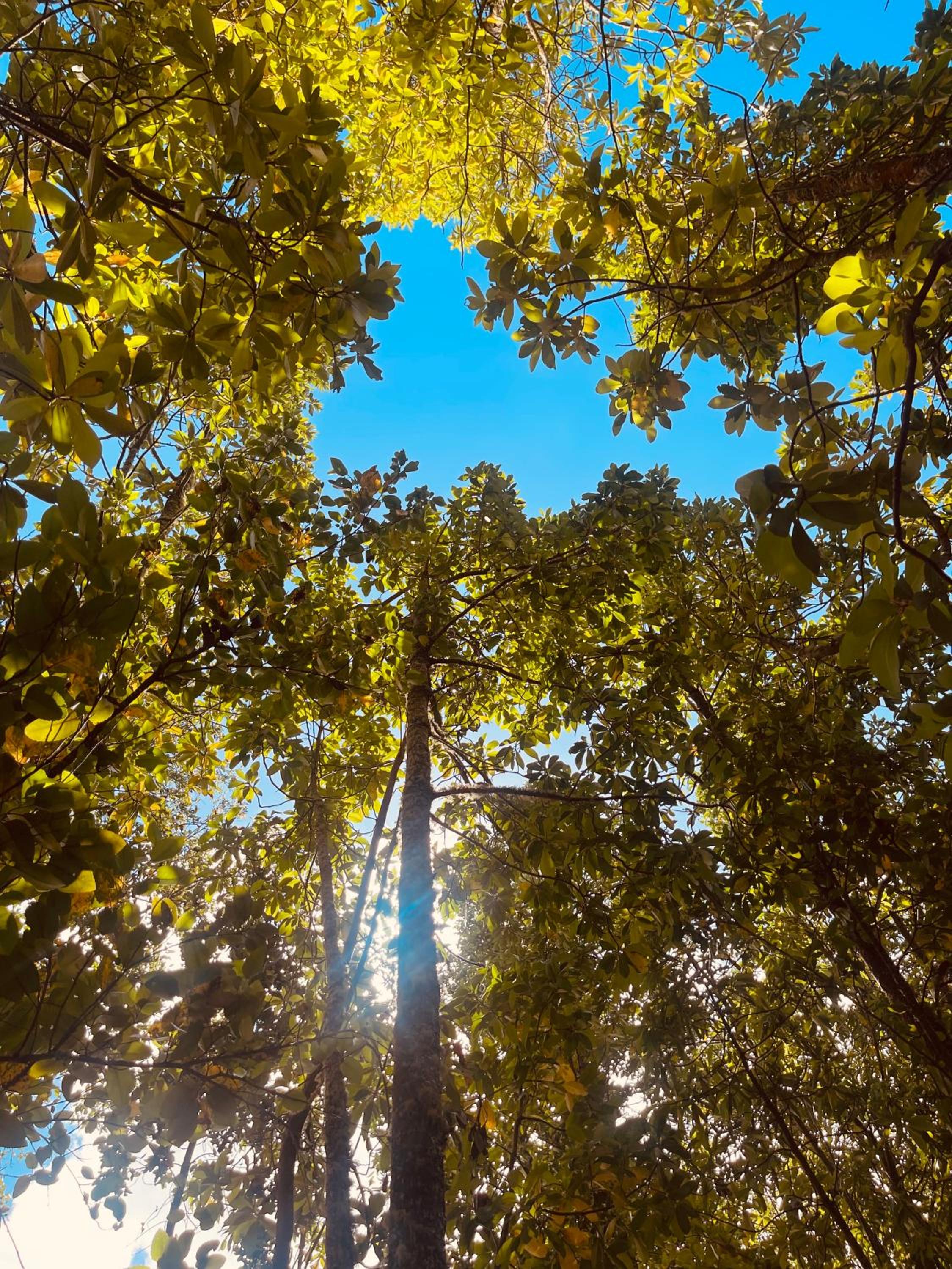 Casa en el bosque-tinaja