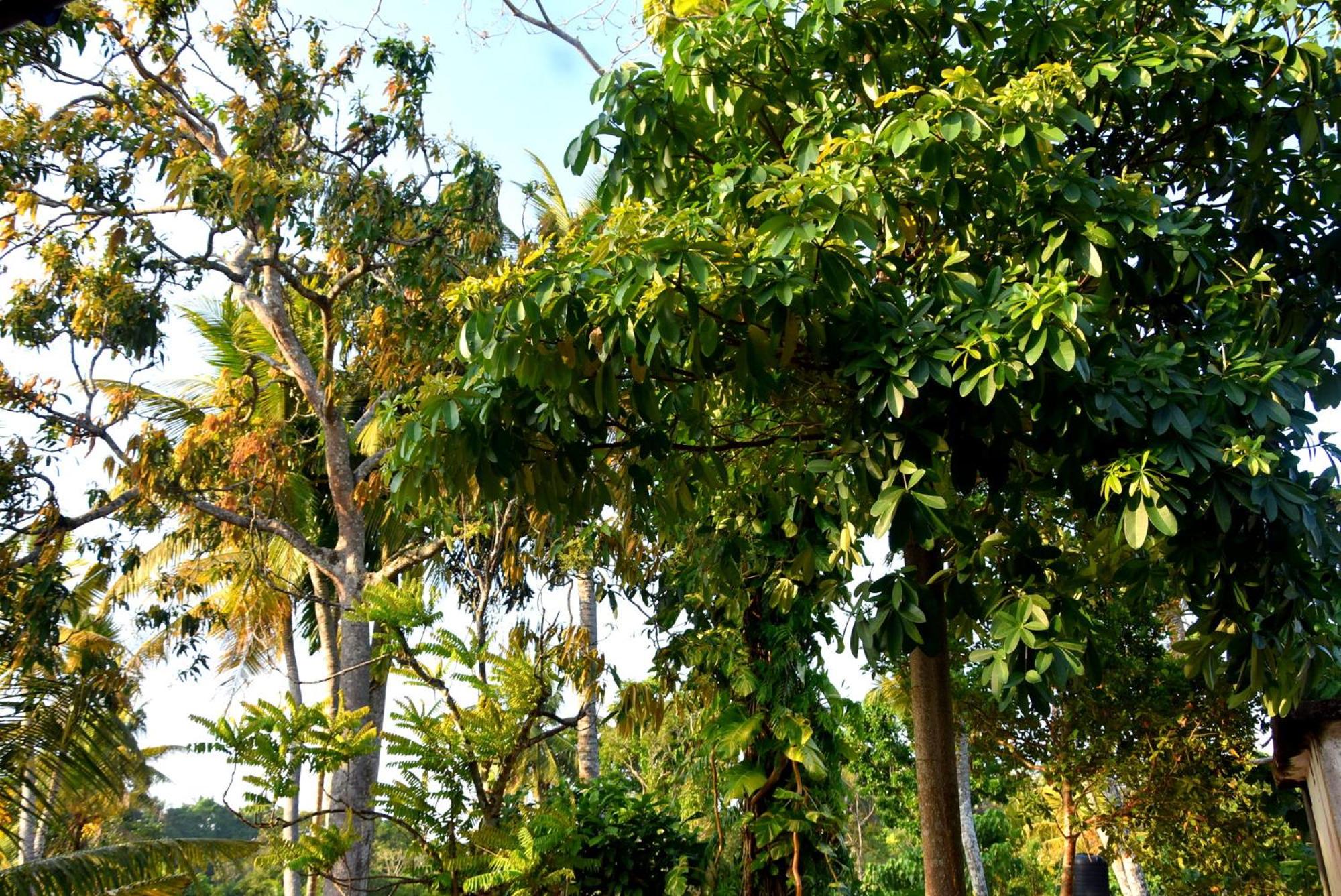 Villa Weligama Gedara