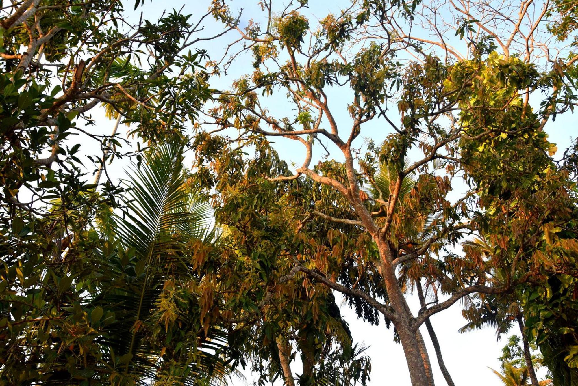 Villa Weligama Gedara