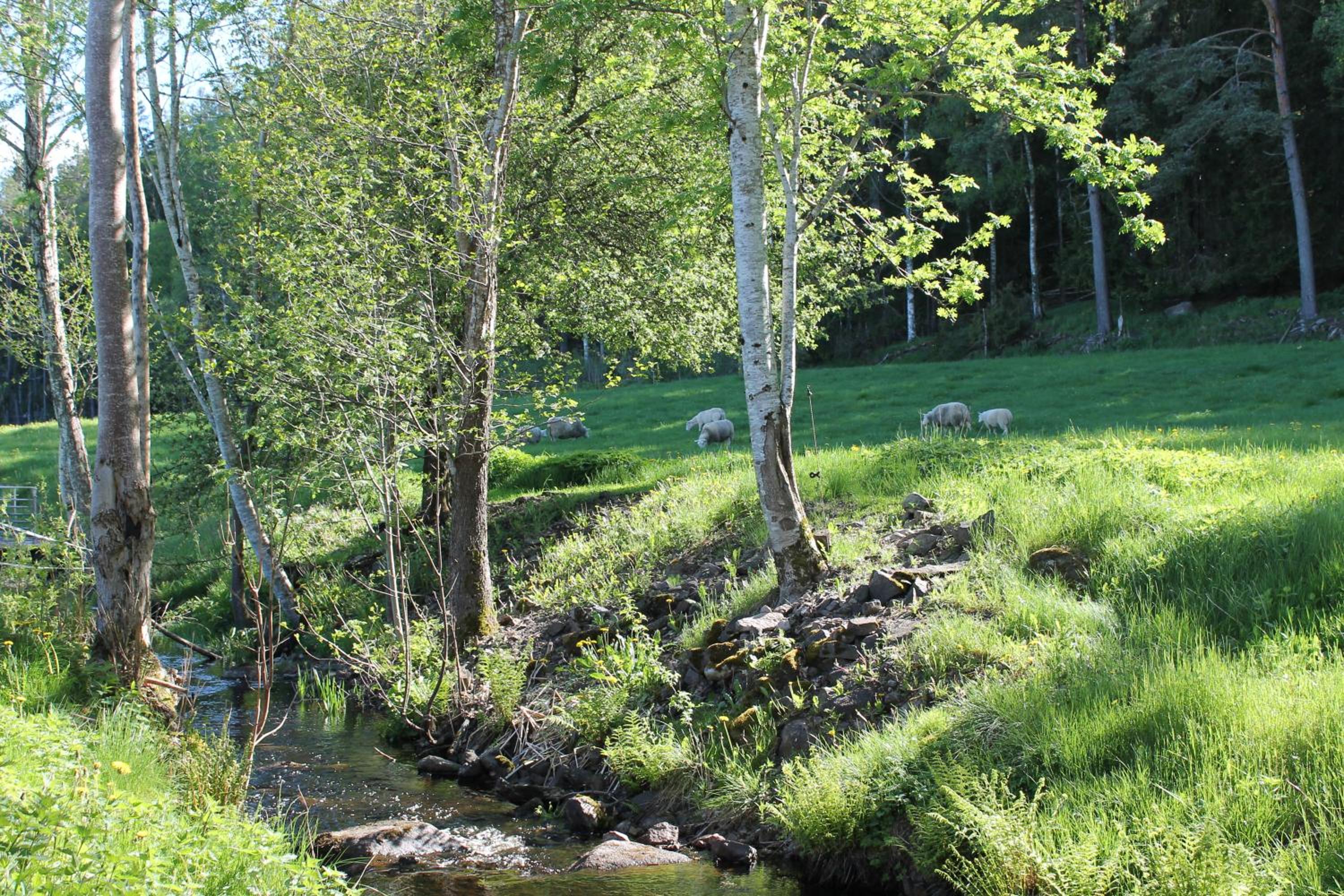 Fårgården Åsebol