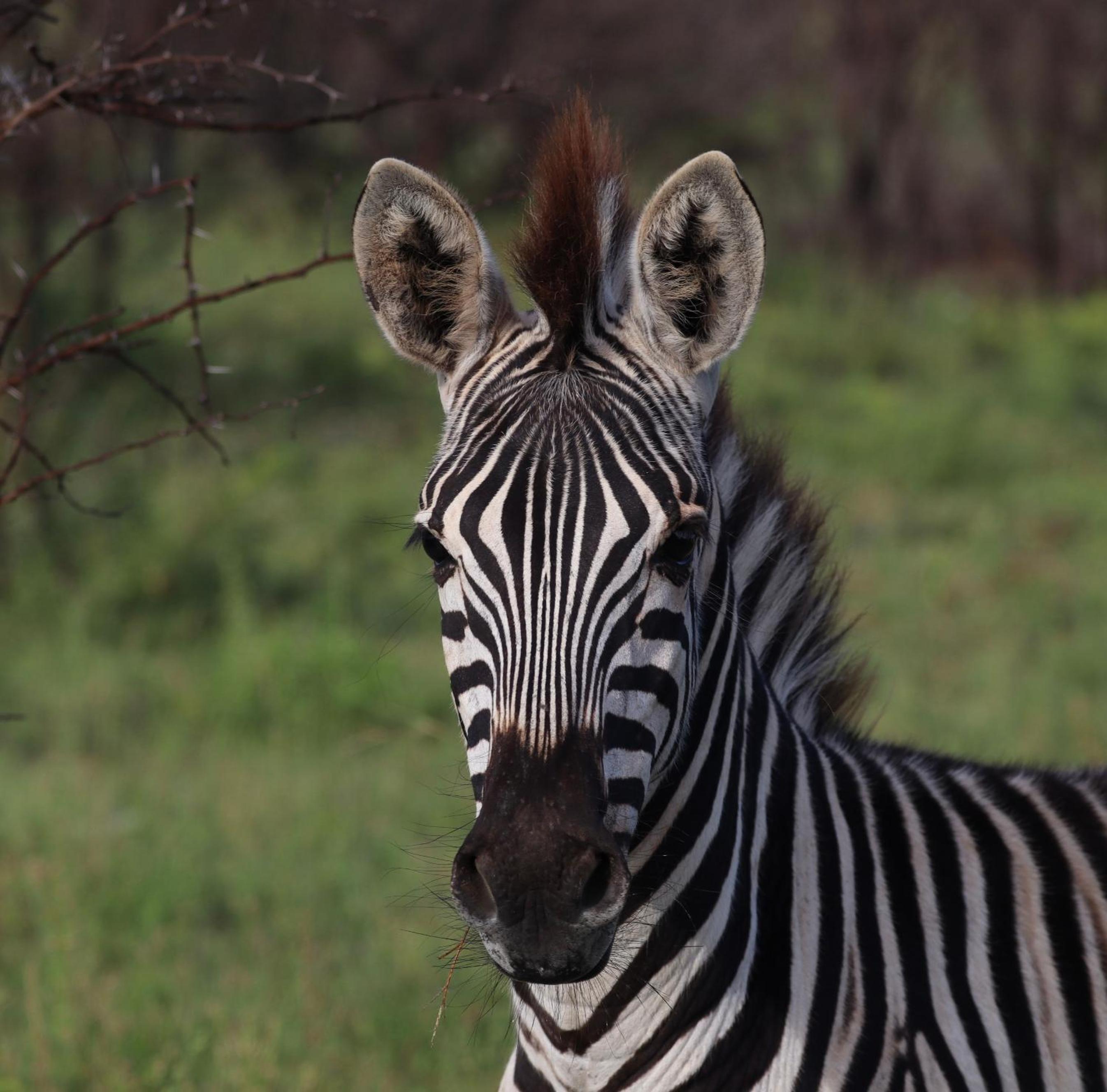 Zambezi Dusk River Facing-all inclusive-Luxury Accommodation