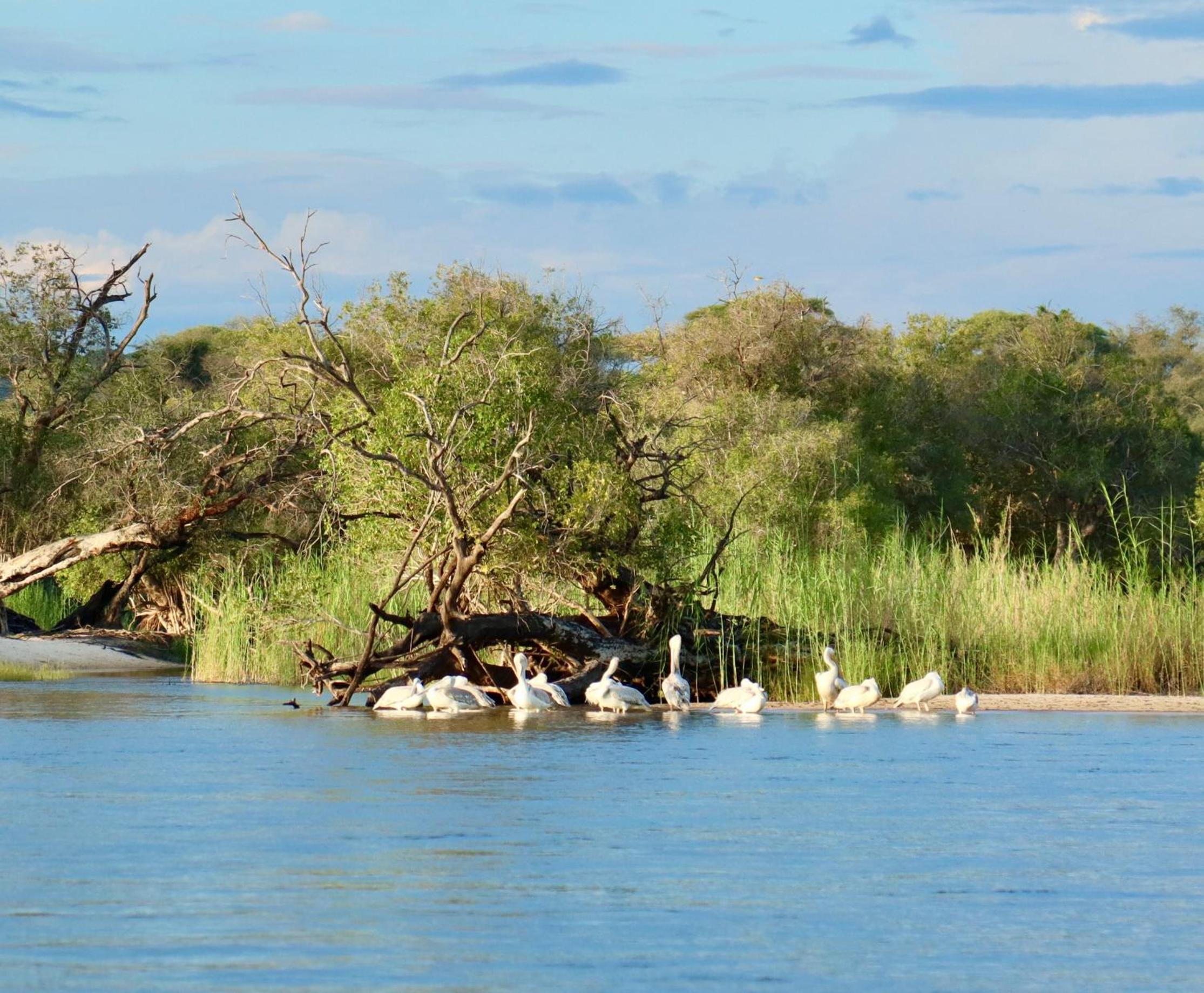 Zambezi Dusk River Facing-all inclusive-Luxury Accommodation