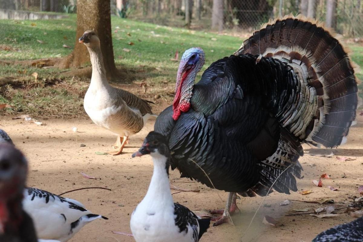 Fazenda em Itapetininga, Paz, Descanso e Piscinas (com WiFi)