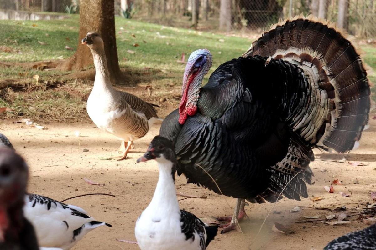 Fazenda em Itapetininga, Paz, Descanso e Piscinas (com WiFi)