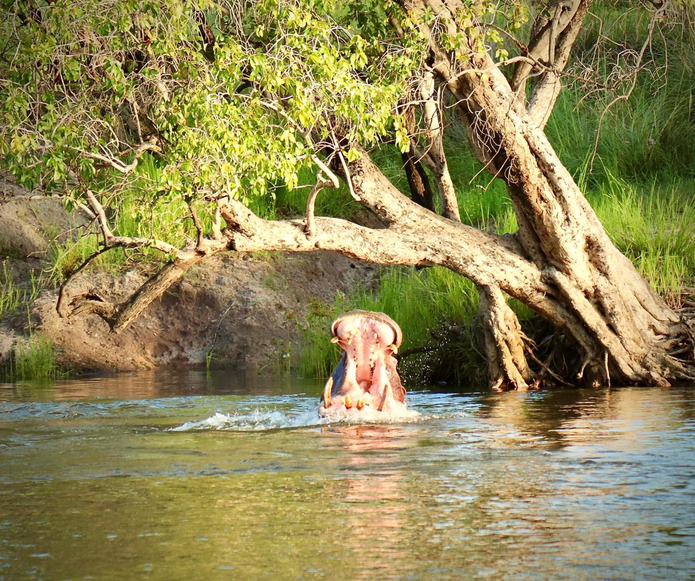 Zambezi Dusk River Facing-all inclusive-Luxury Accommodation