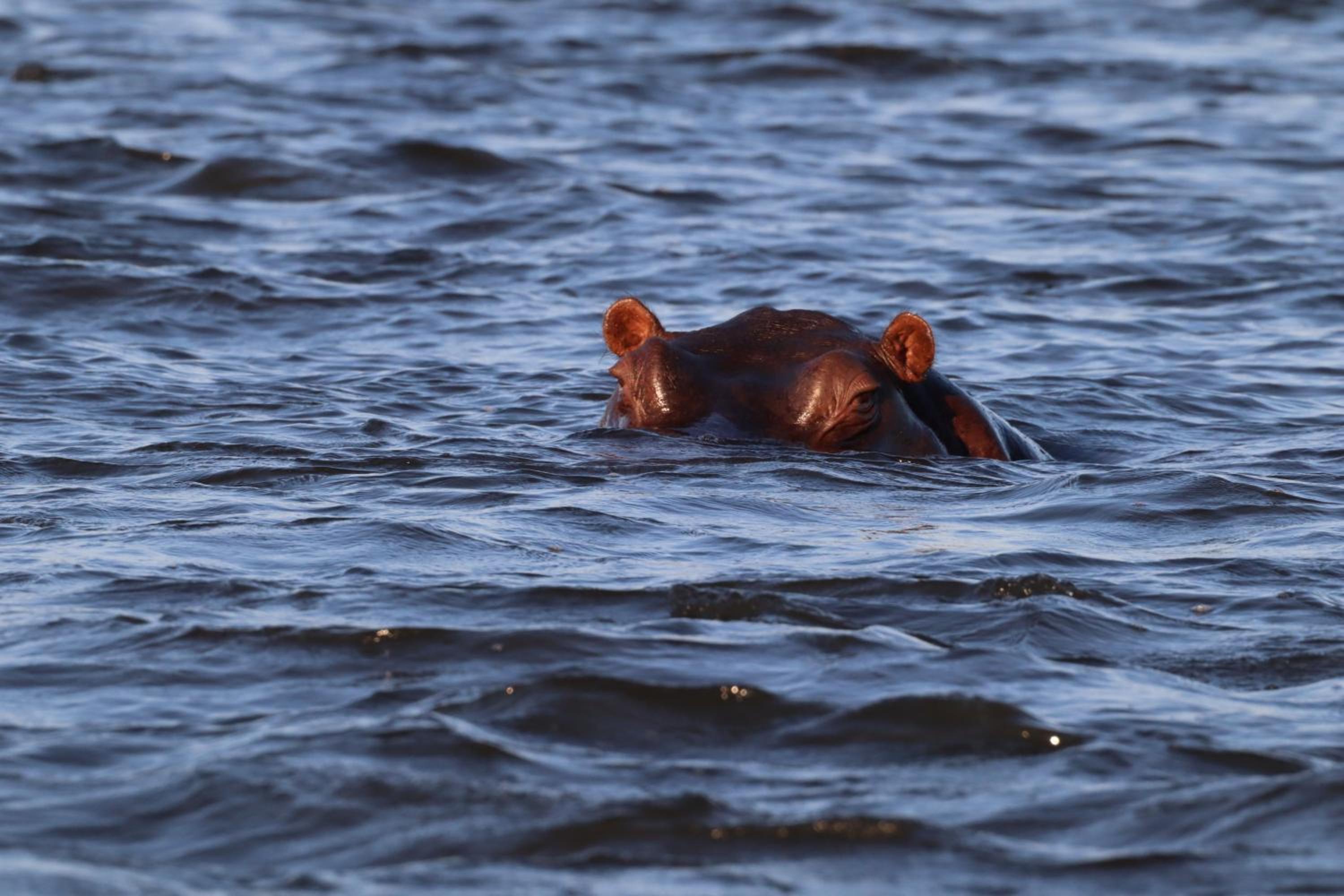 Zambezi Dusk River Facing-all inclusive-Luxury Accommodation