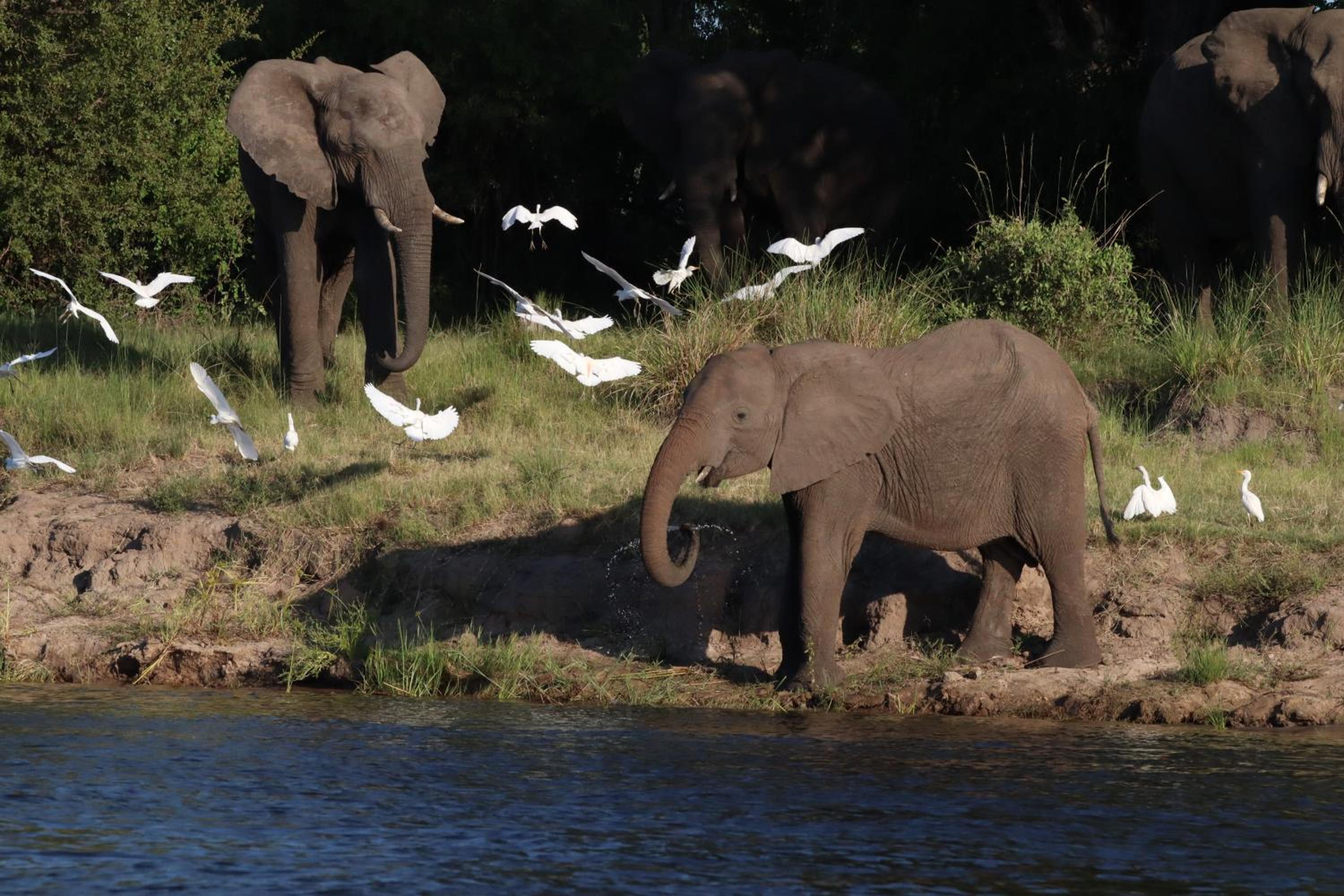 Zambezi Dusk River Facing-all inclusive-Luxury Accommodation