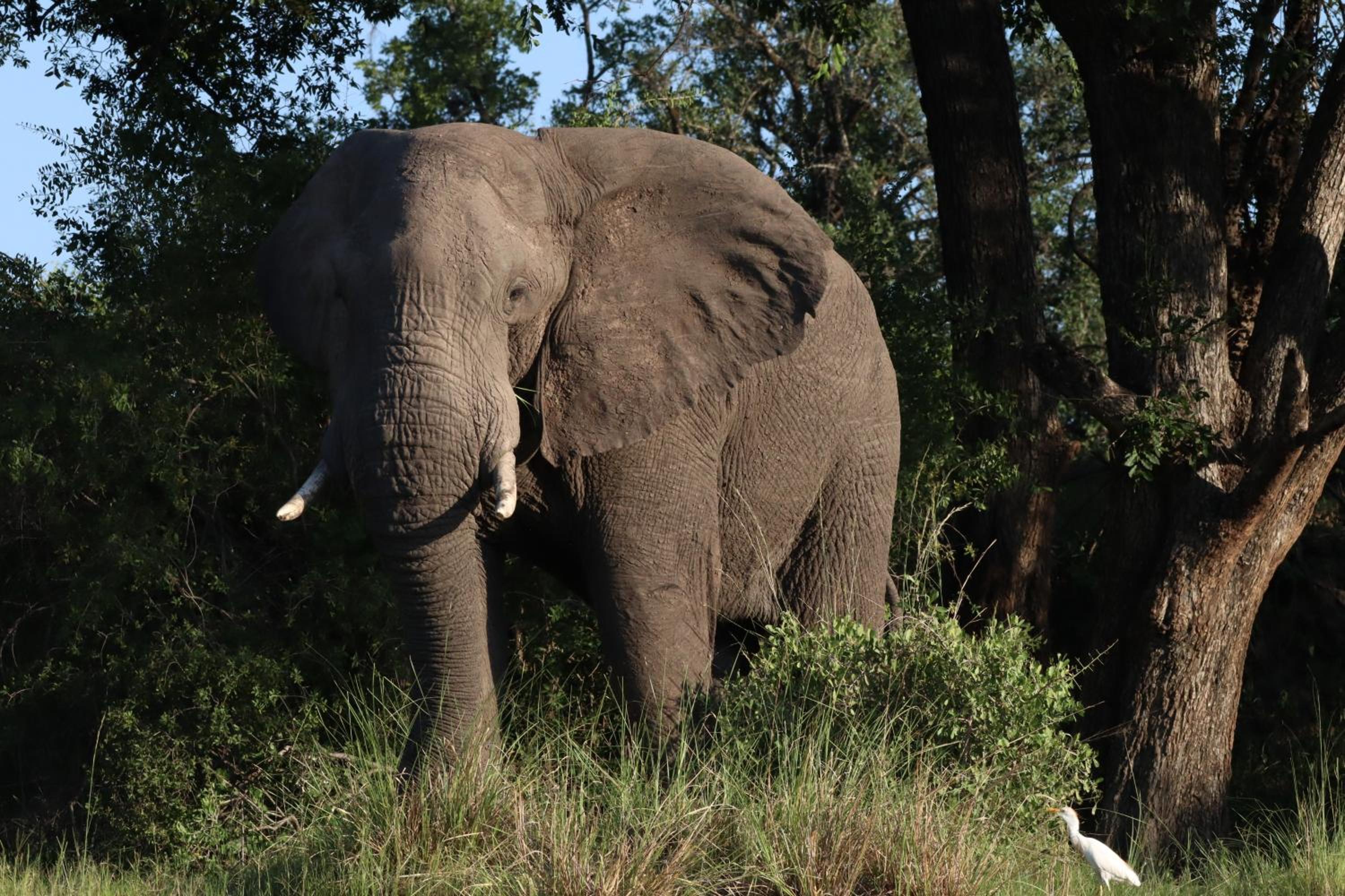 Zambezi Dusk River Facing-all inclusive-Luxury Accommodation