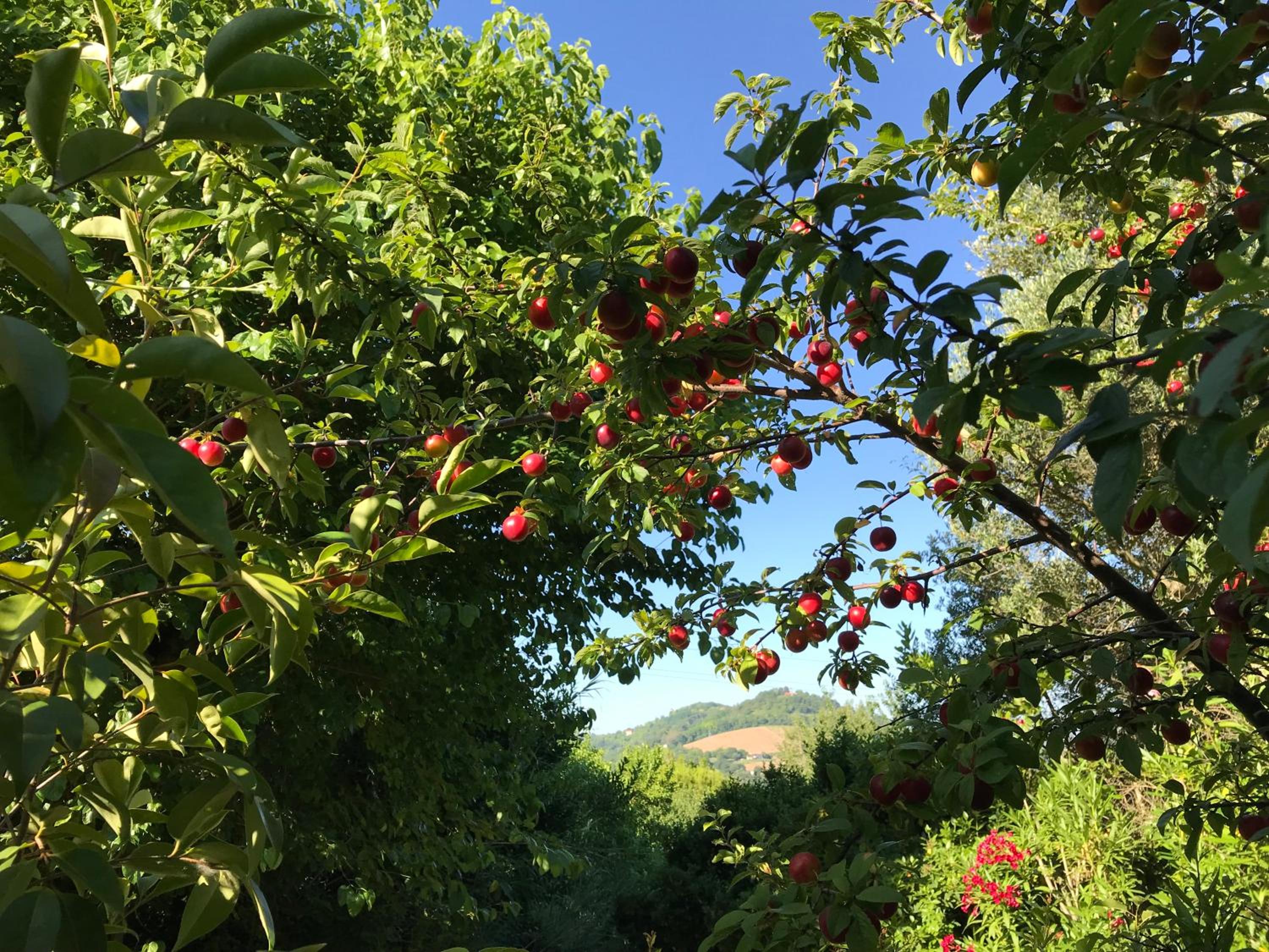 Agriturismo Ca' Poldo view 3