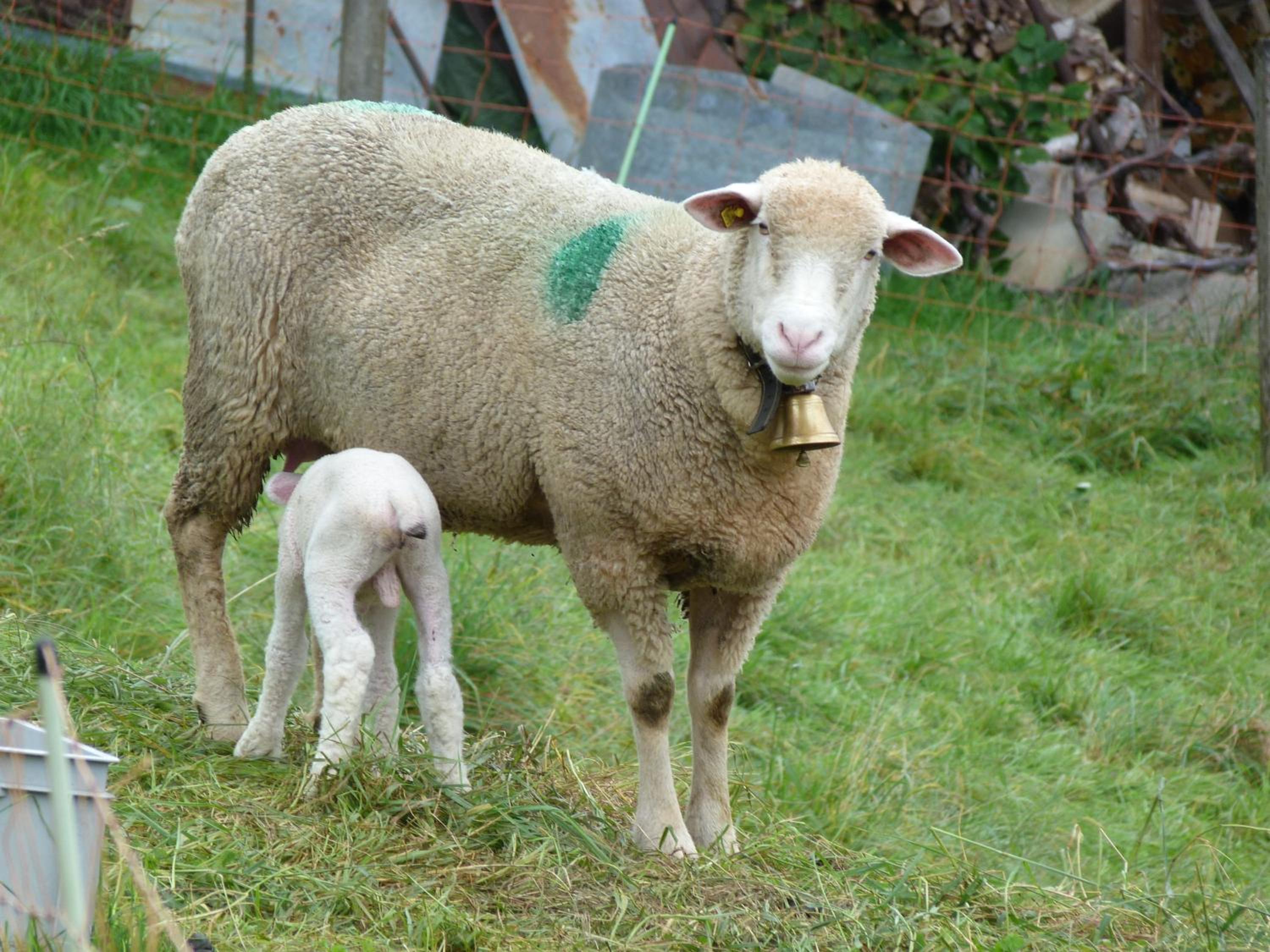 BnB Goldberg