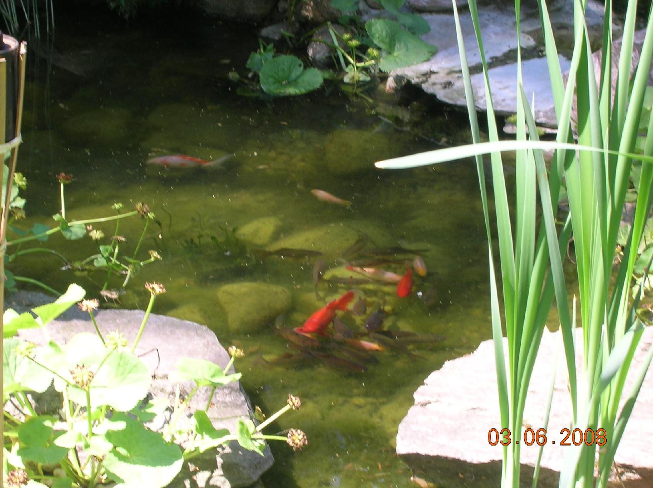 Photo 45