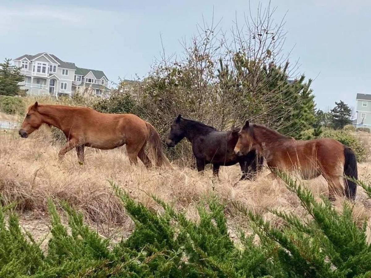 Puppy Love - Corolla, Villages at Ocean Hill, Pool, Hot Tub, Nearby Amenities, Lighthouse, Pets OK