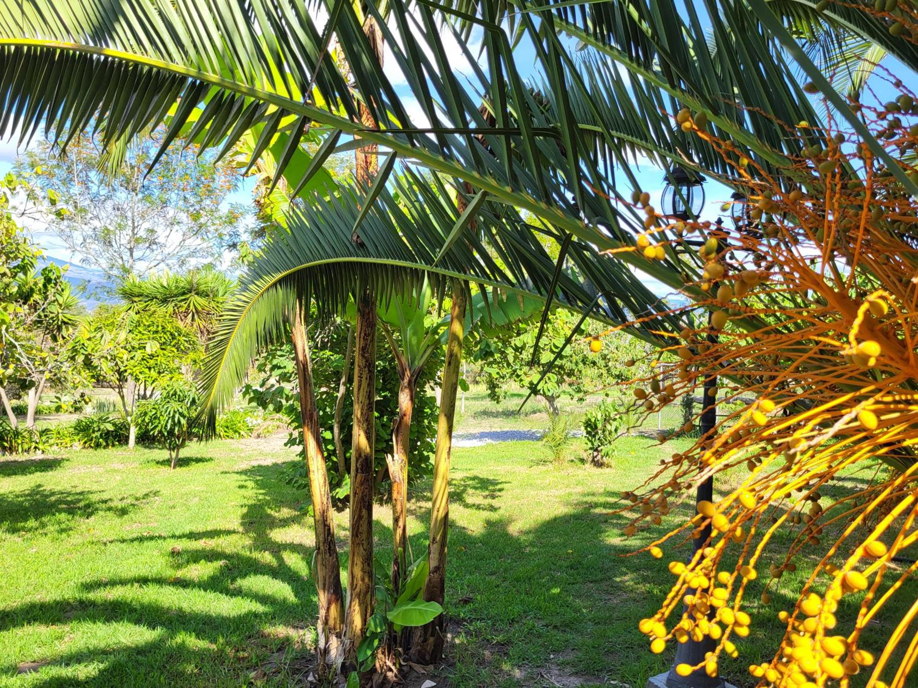 Quinta Paolita
