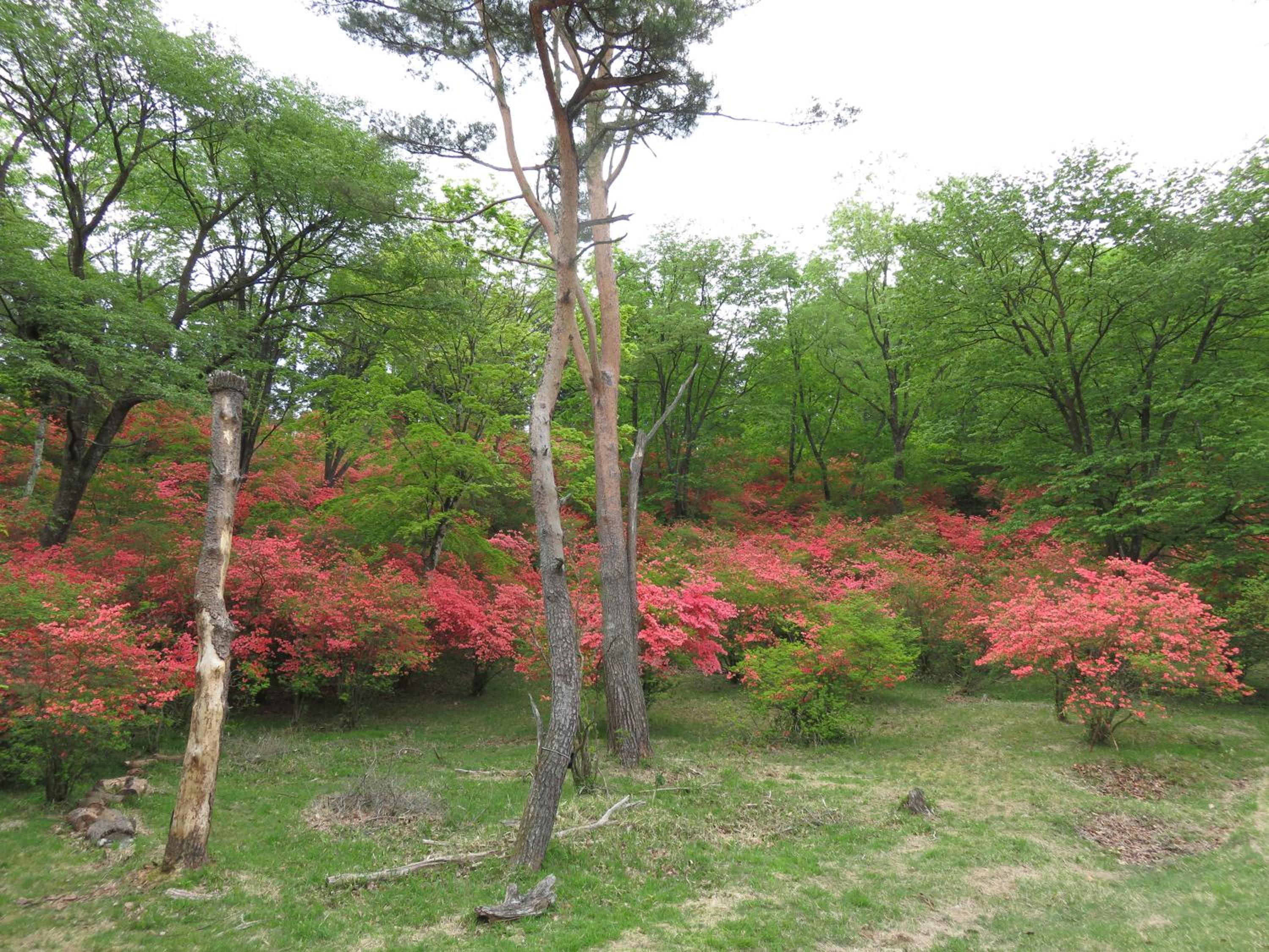 Nikko Pension L'escale