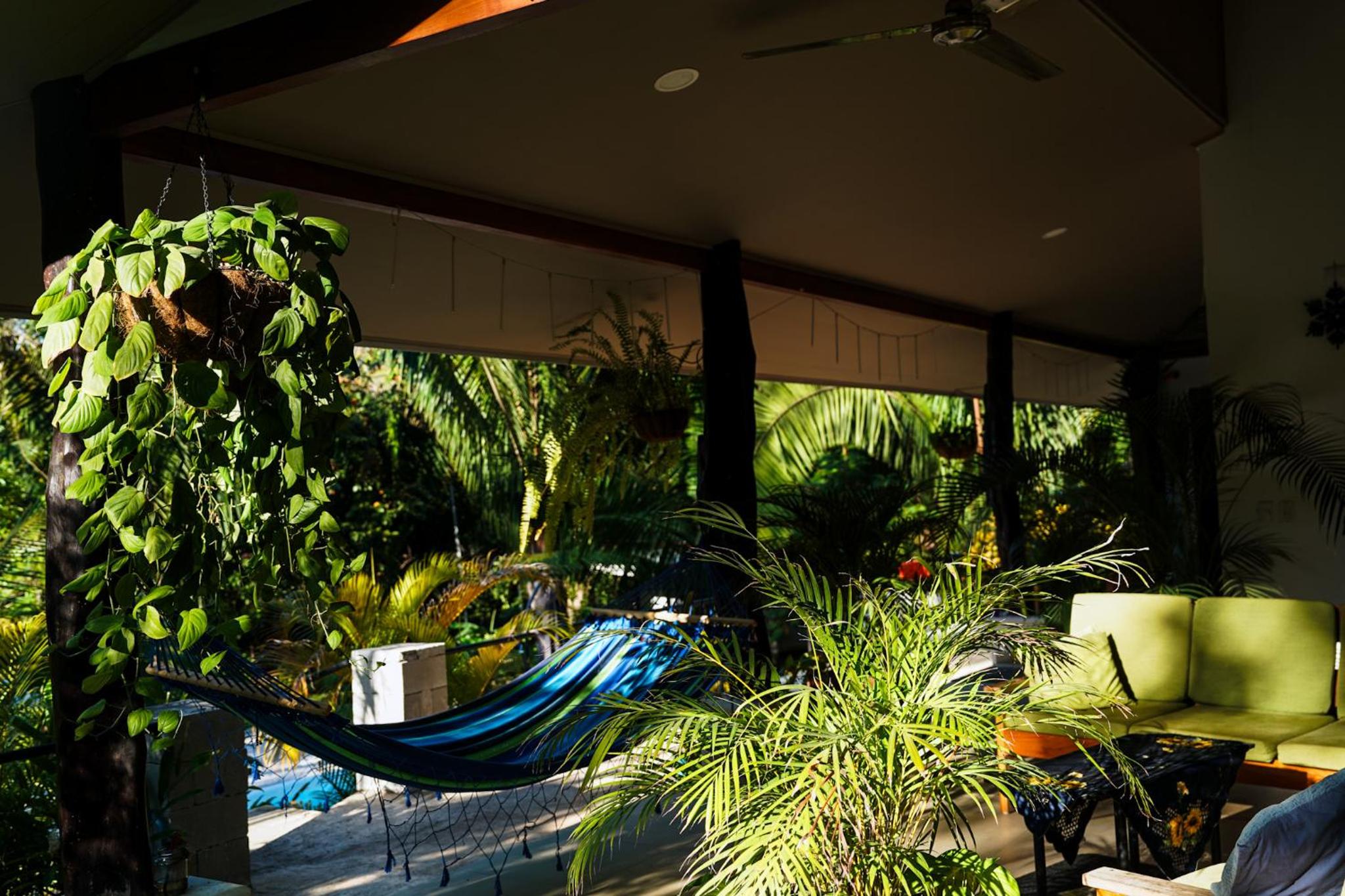 House in the palm forest