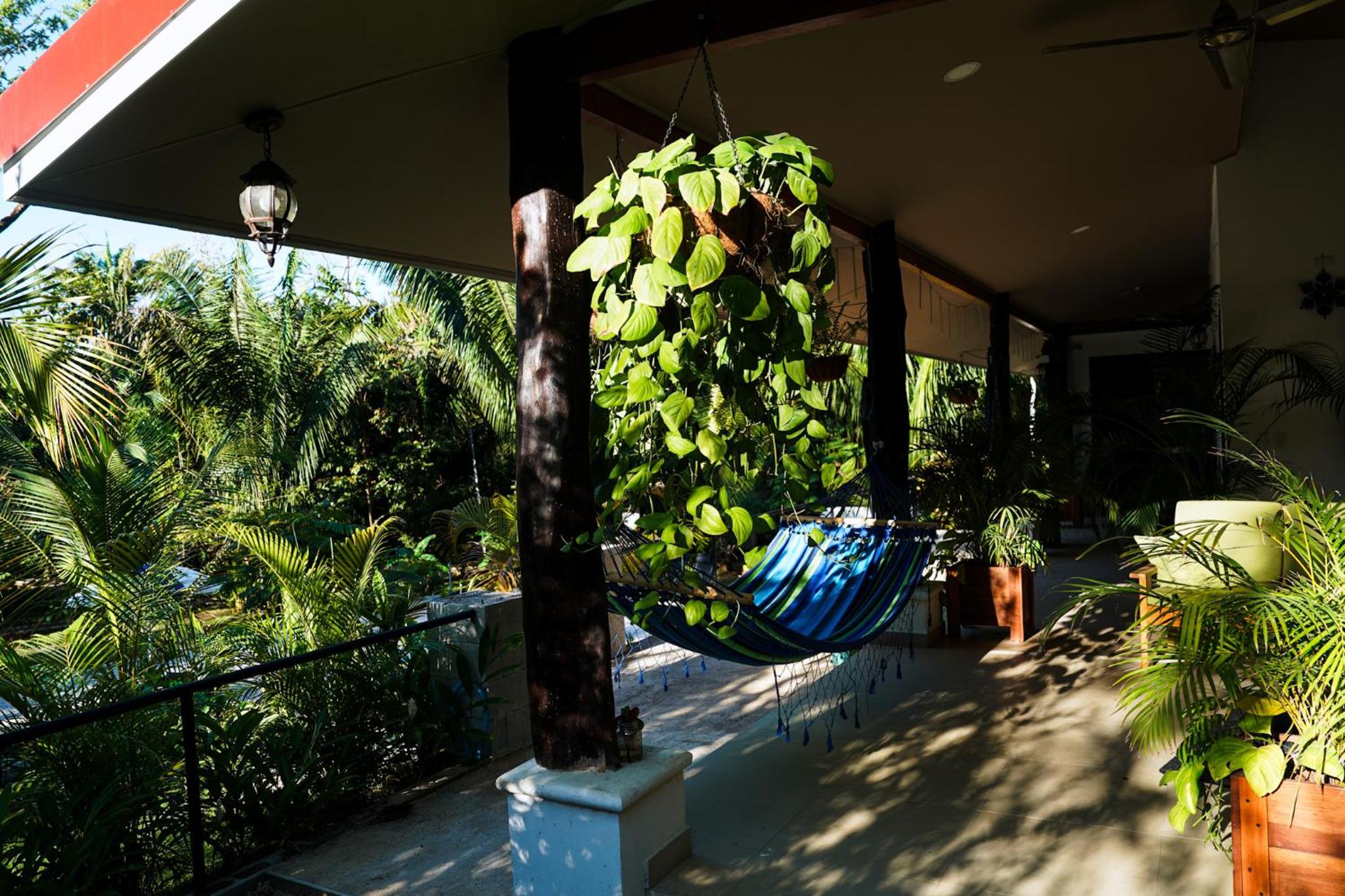 House in the palm forest