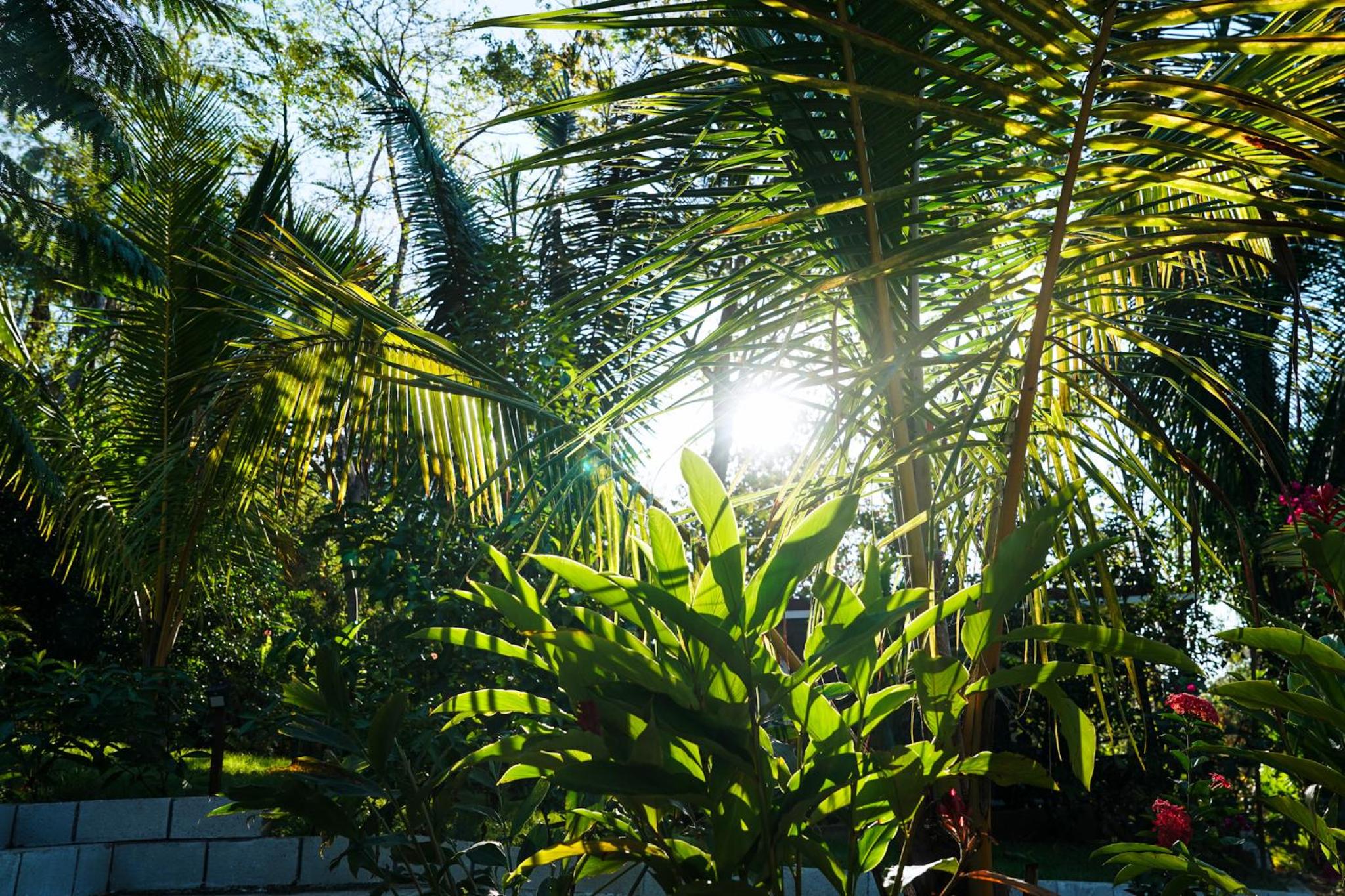 House in the palm forest