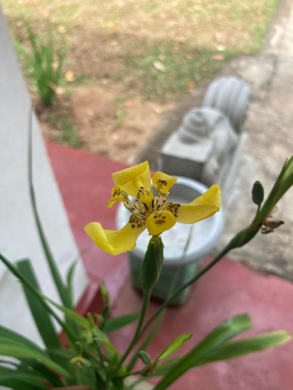 Ruwanwali Resort