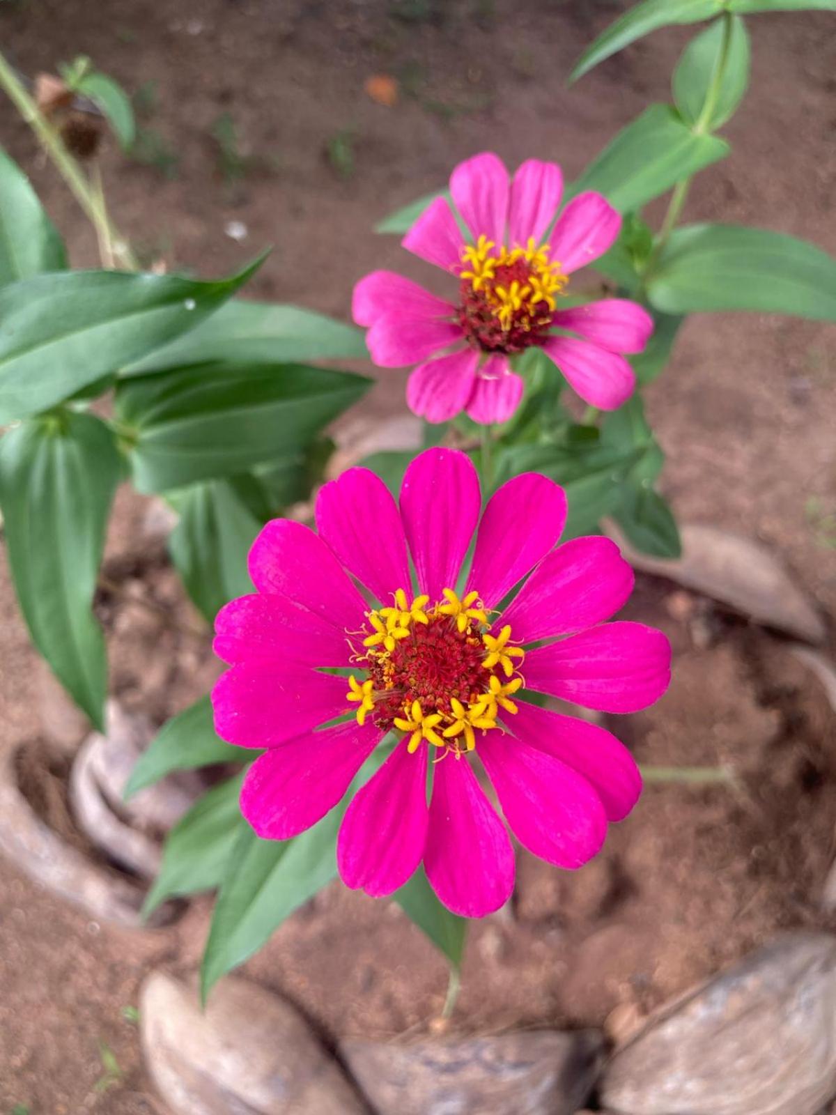Ruwanwali Resort