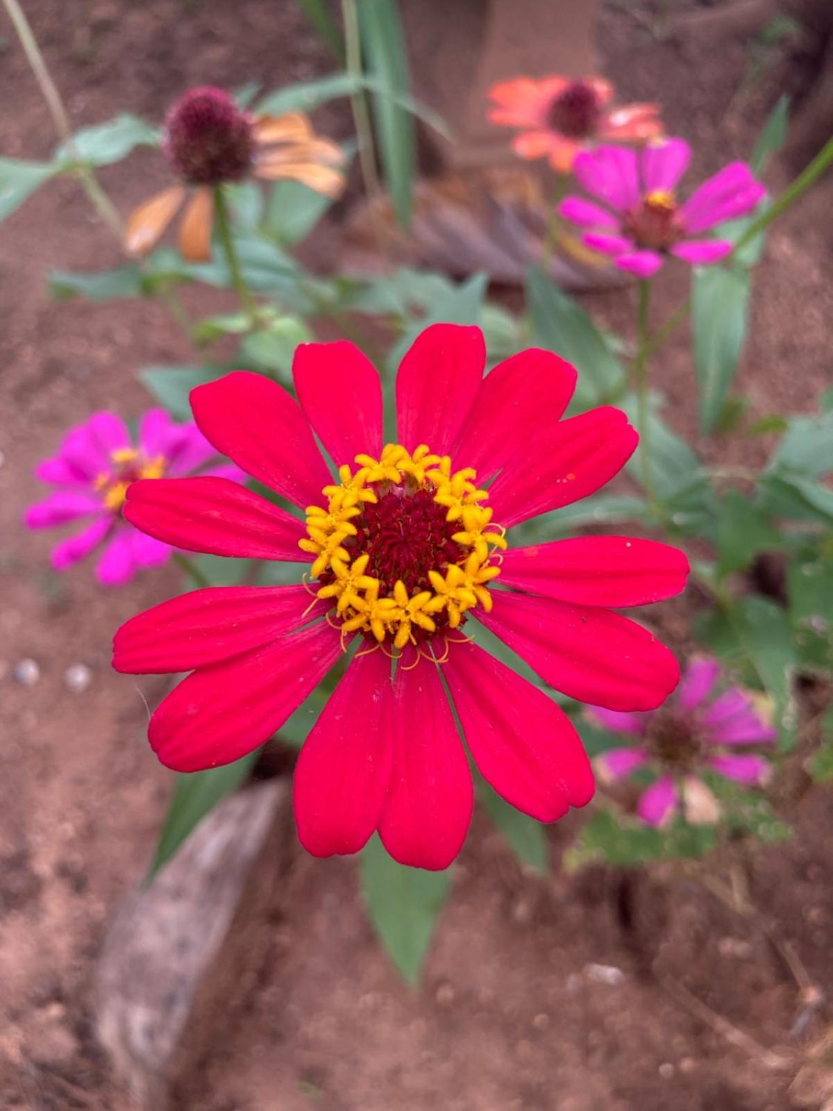 Ruwanwali Resort