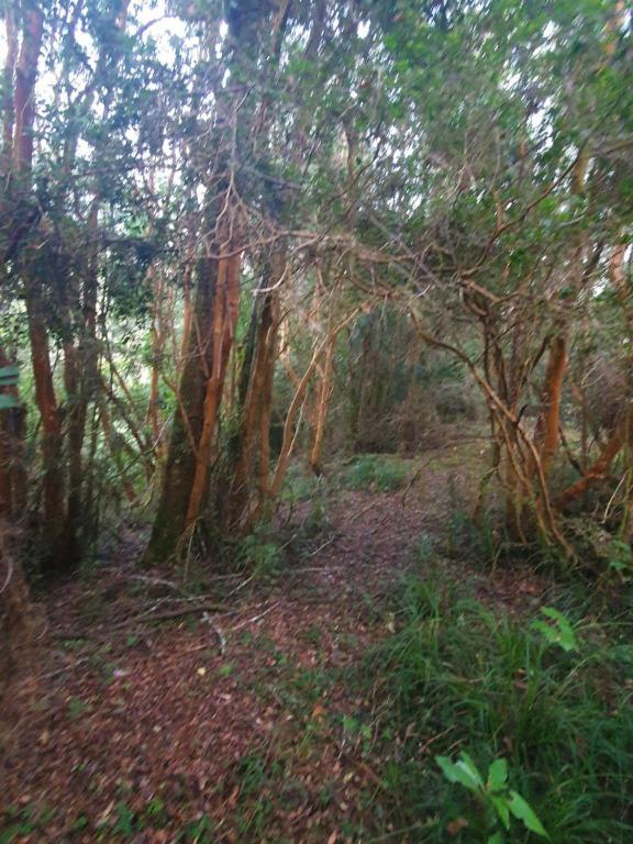 CABAÑA ENTRE ARRAYANES Y COPIHUES Selva VALDIVIANA