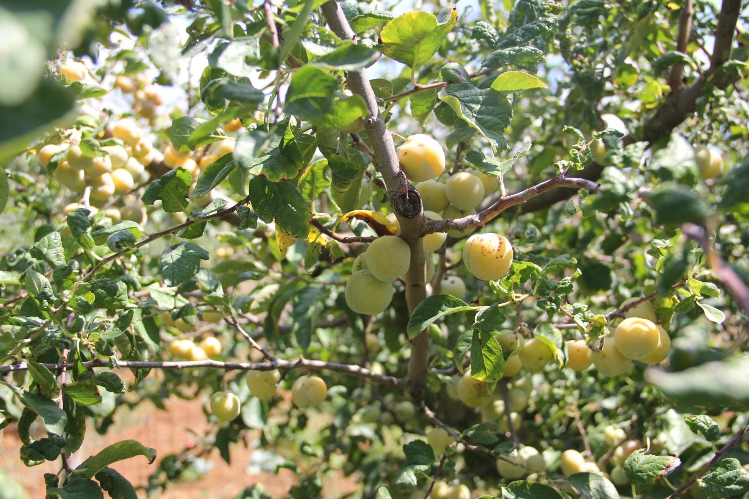 Agriturismo Agrifoglio