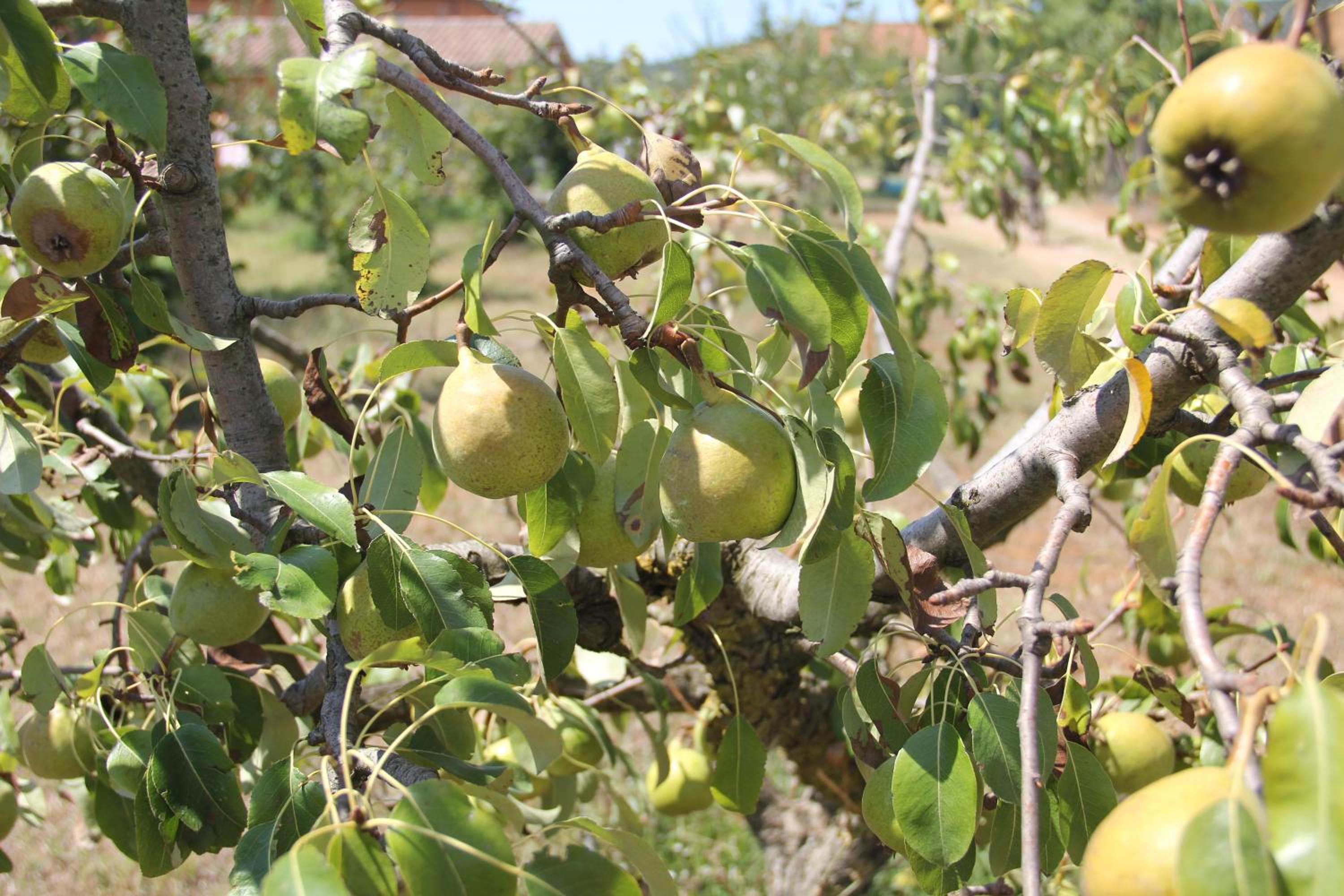 Agriturismo Agrifoglio
