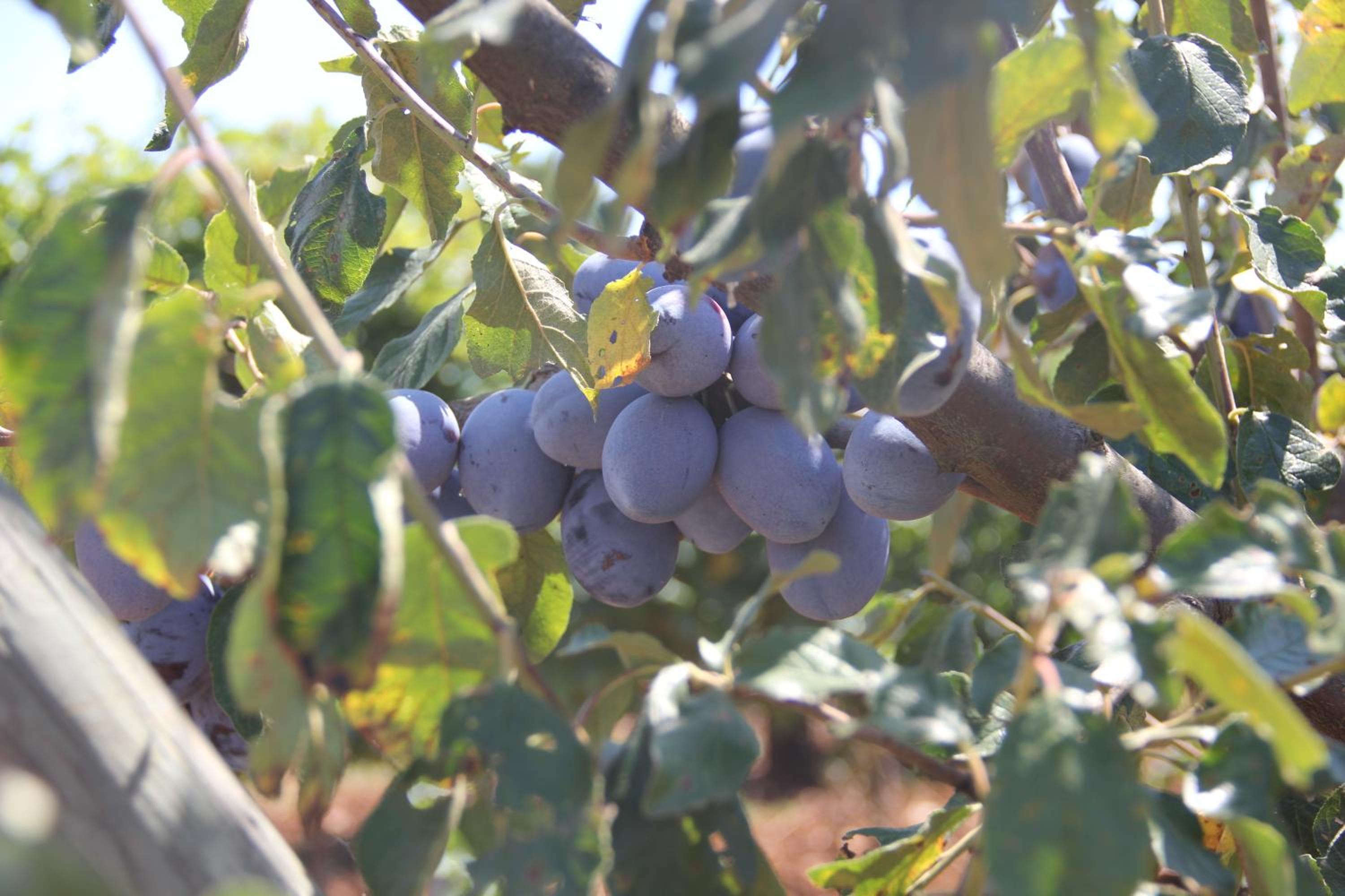 Agriturismo Agrifoglio