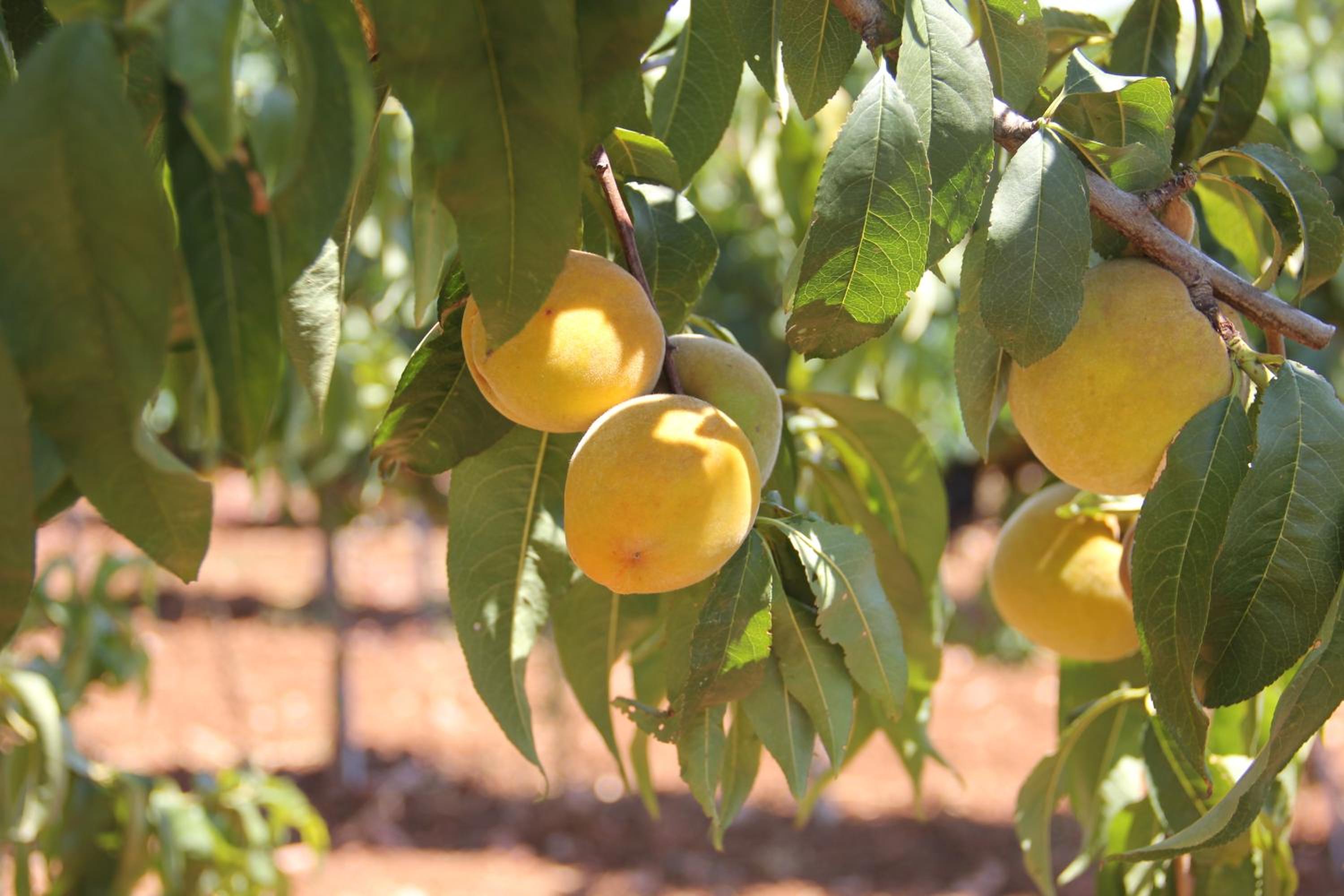 Agriturismo Agrifoglio