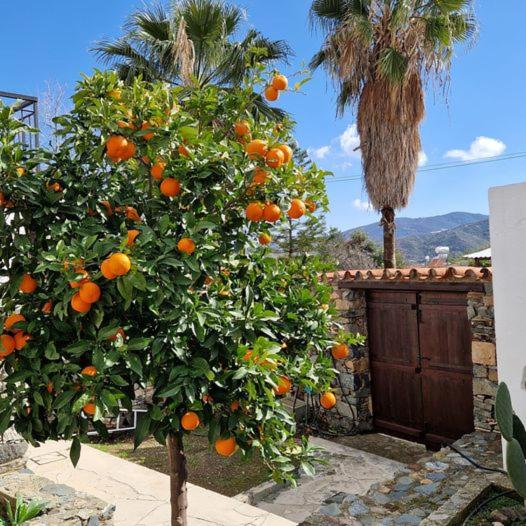 THE ROCK HOUSE - Beautiful countryside with mandarins oranges and olive trees,. Near Limassol at Eptagonia village.