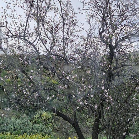 THE ROCK HOUSE - Beautiful countryside with mandarins oranges and olive trees,. Near Limassol at Eptagonia village.