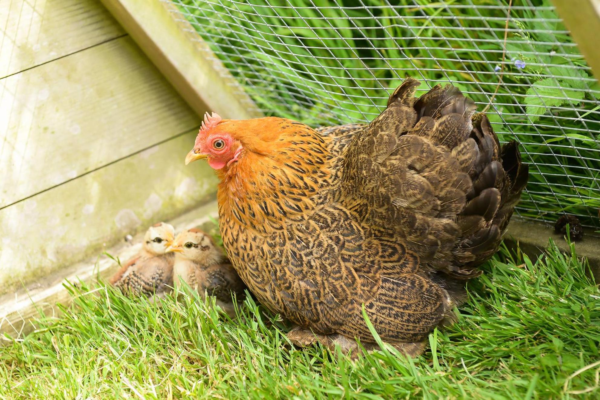 Colly Farm
