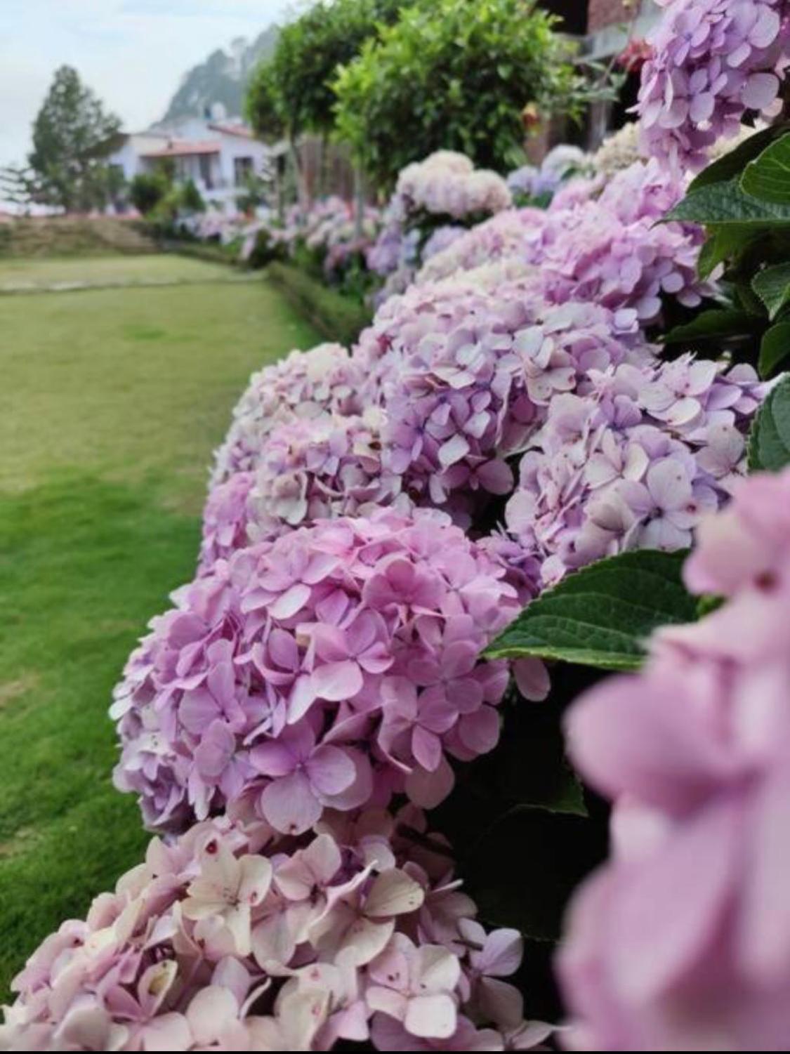KAFAL TREE Home Stay - PET FRIENDLY