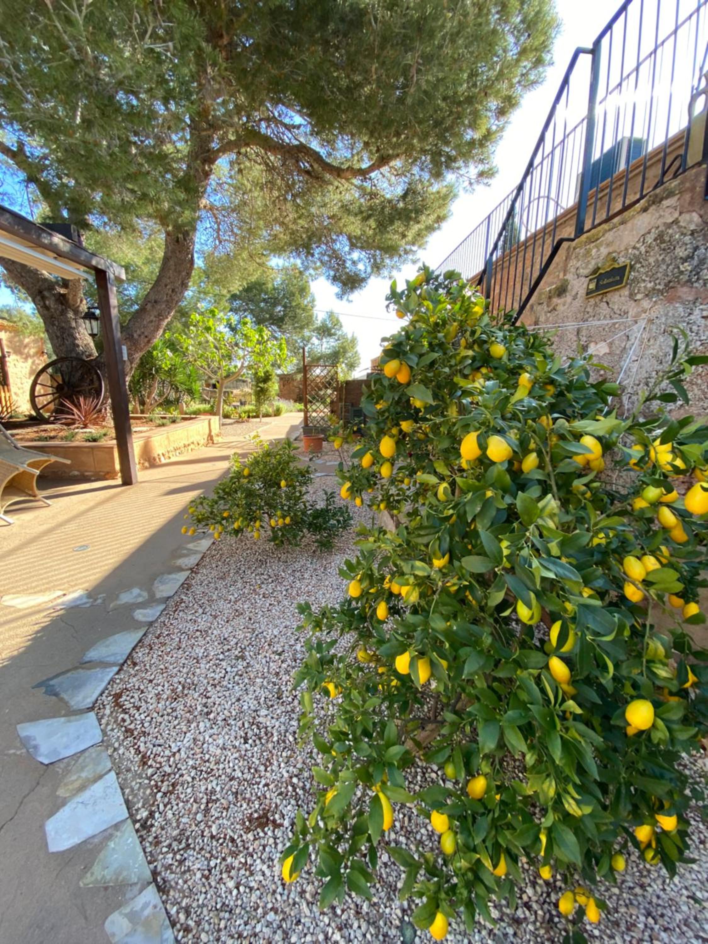 Finca Sa Canova Agroturismo