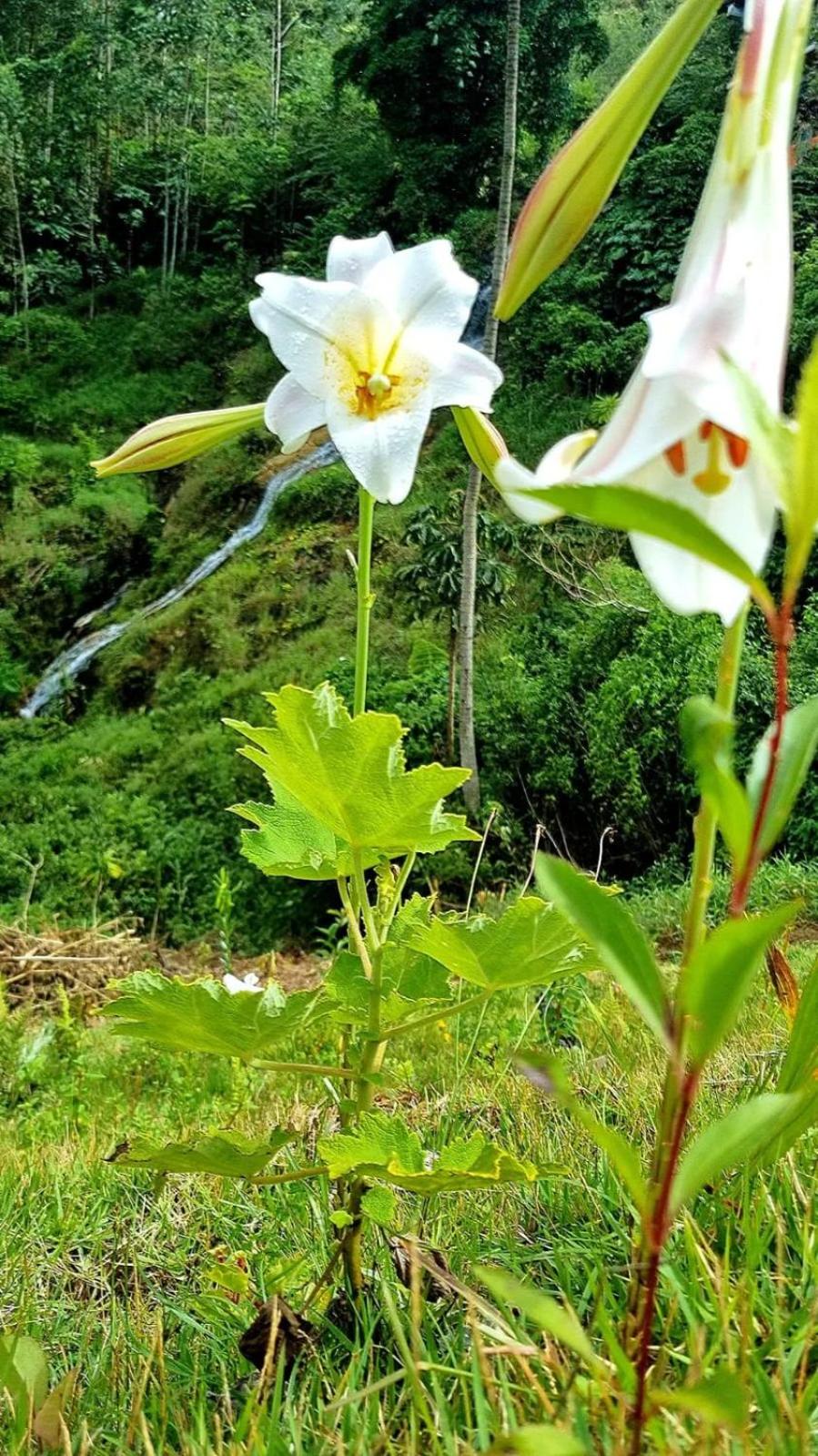 Chalé Suíte Canton Suisse