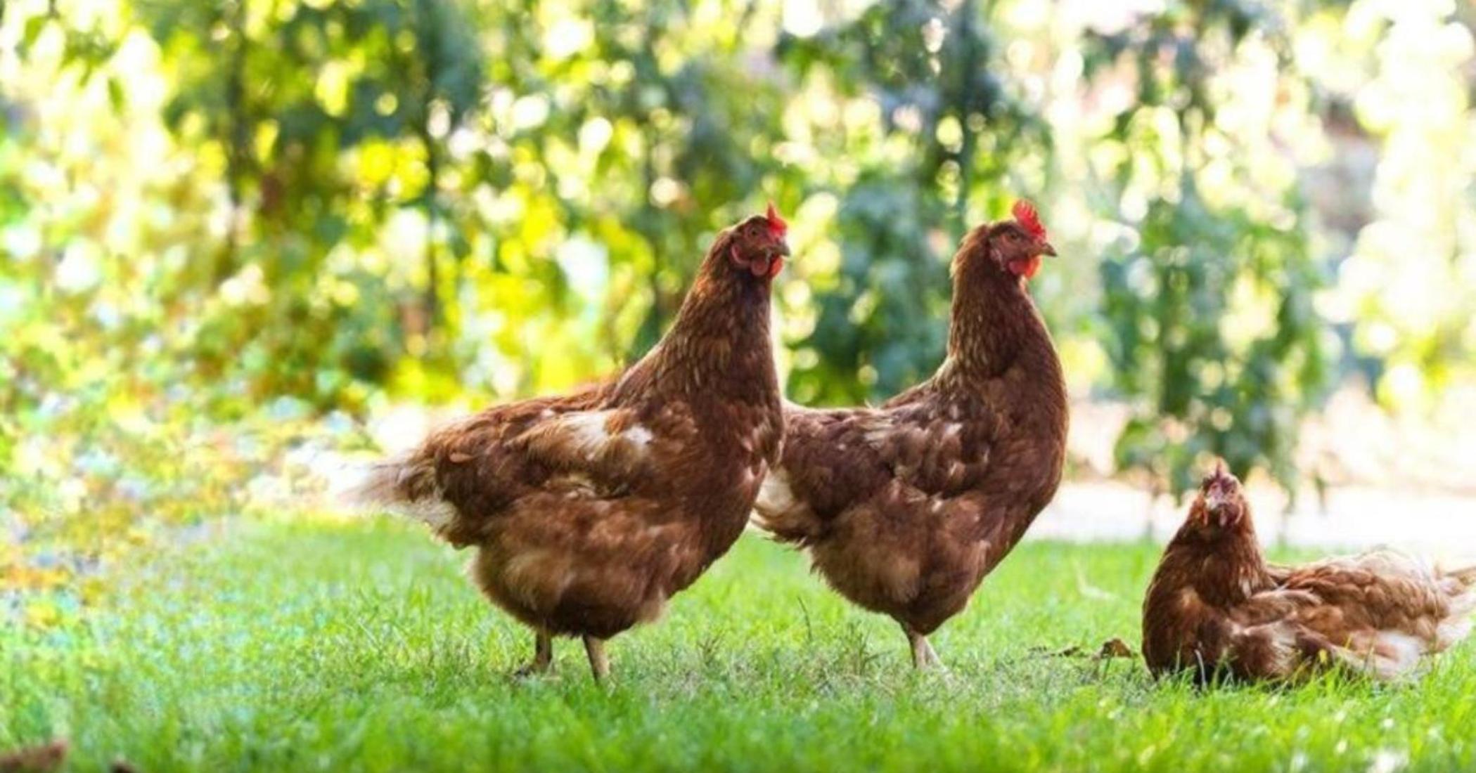 Hinterland Hideaway Farm Stay
