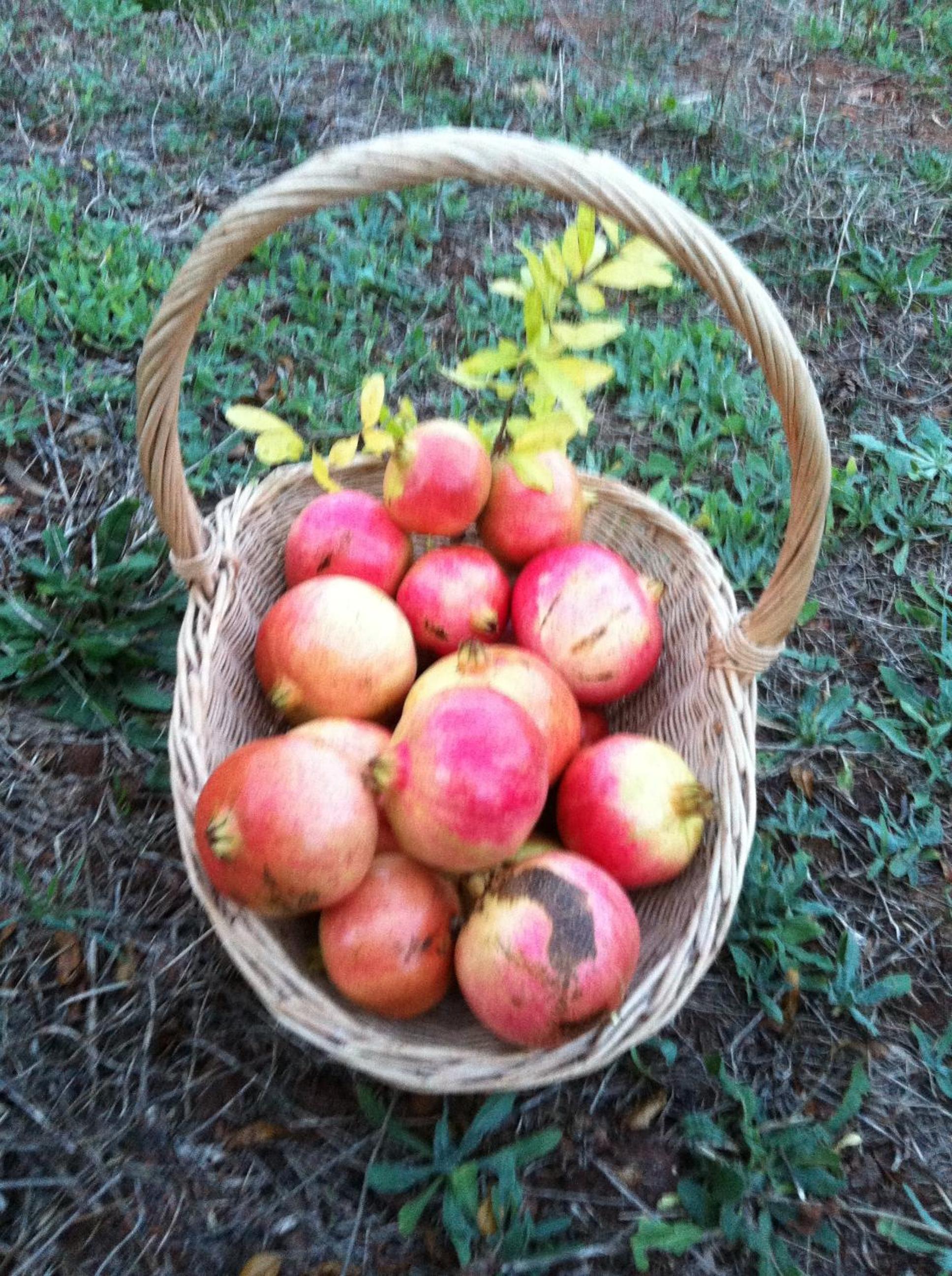 Agriturismo Cuile de Molino