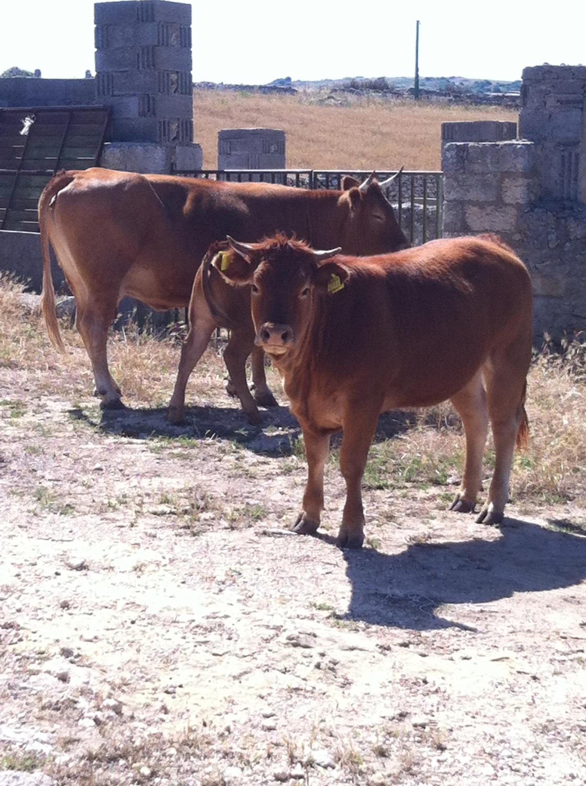 Agriturismo Cuile de Molino