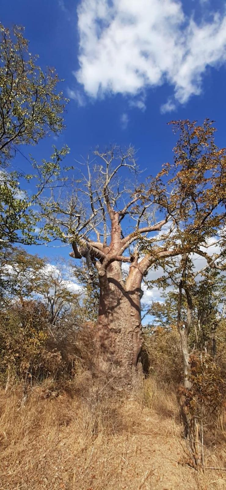 Adansonia Farm