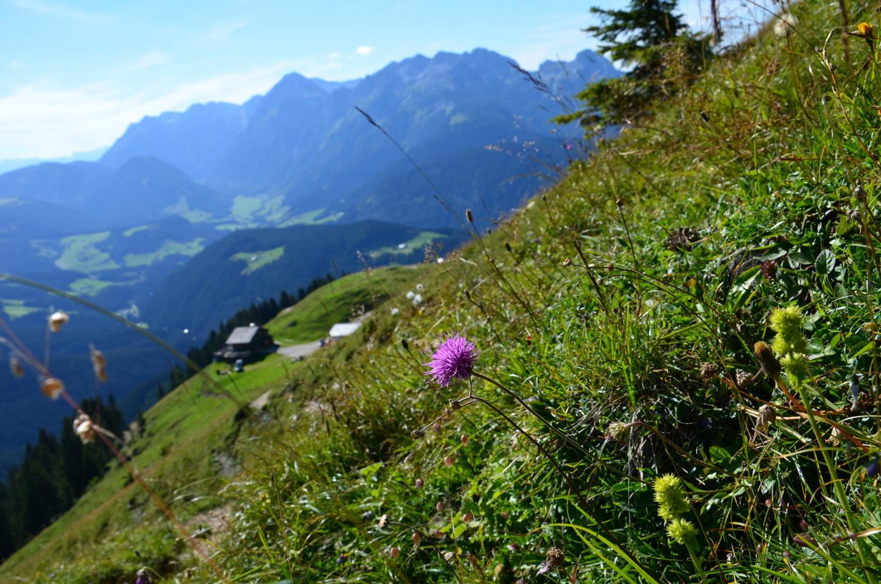 Apartments Alpenfrieden
