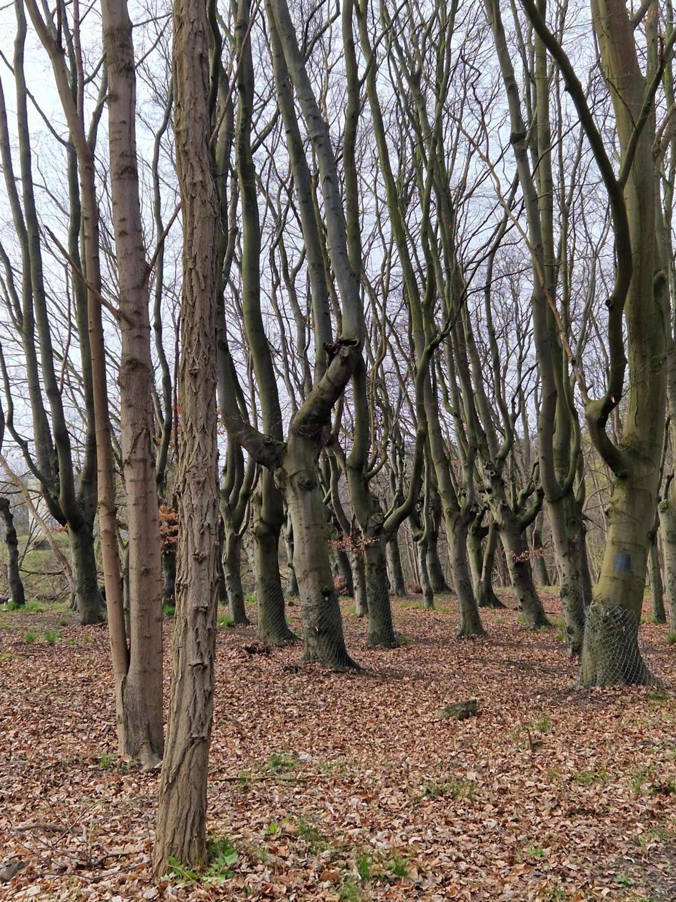 Photo 43