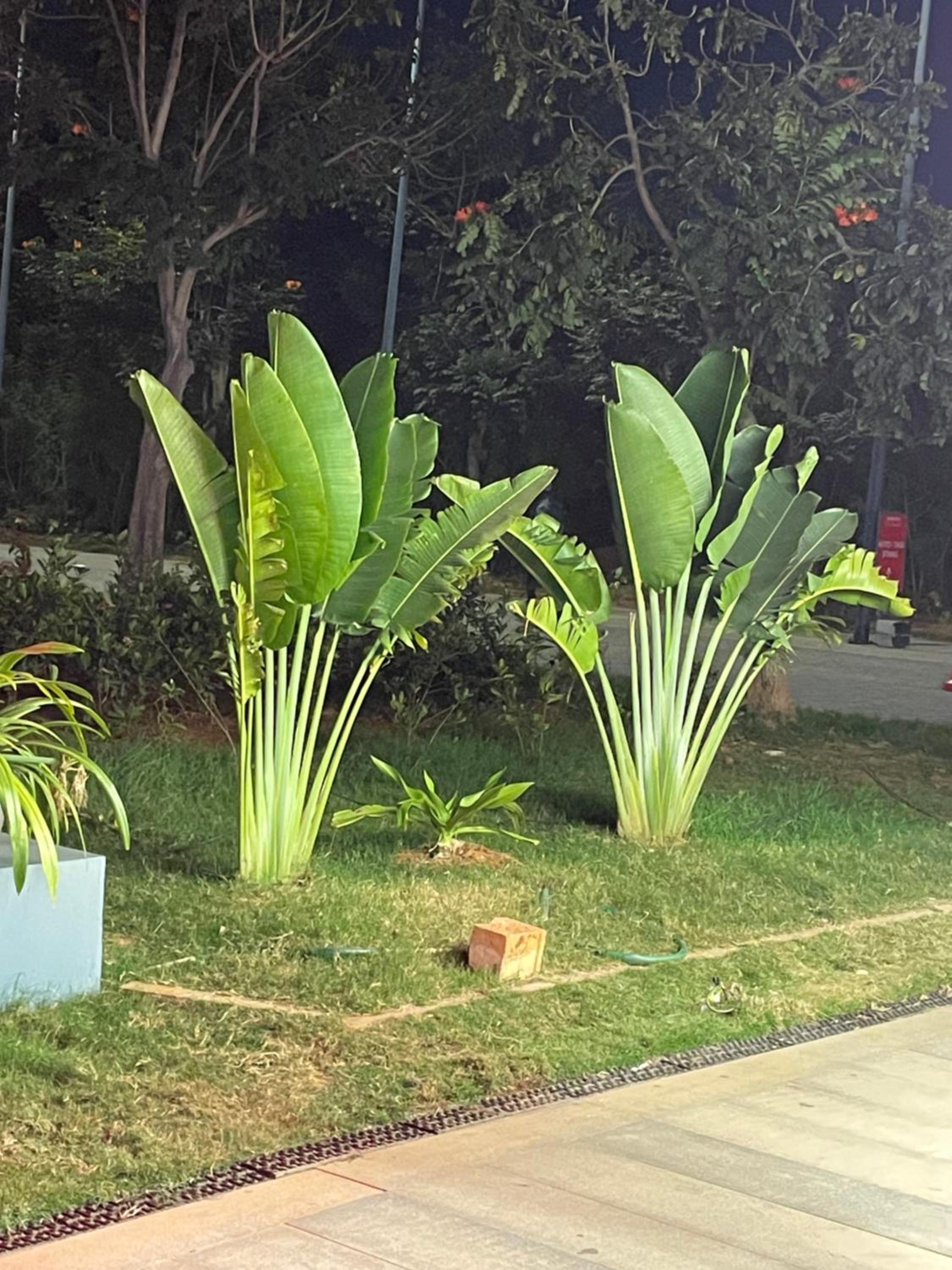 Farm Villa in Bangalore, Private Pool, Entire Property, photo 20