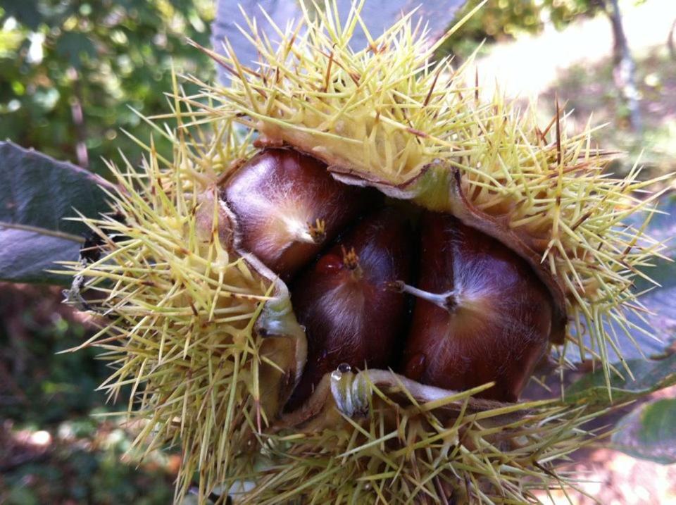 other