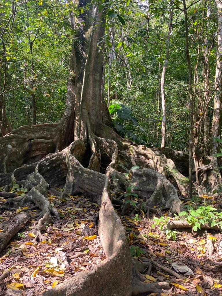 Casa Tropical Ceiba