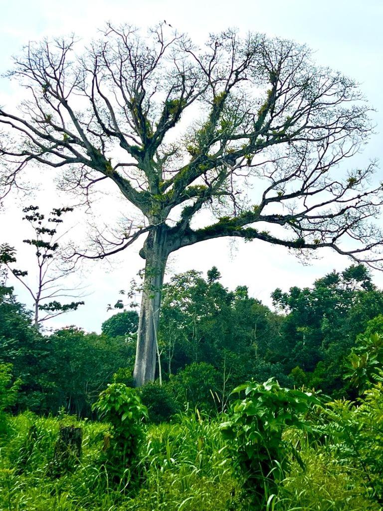 Casa Tropical Ceiba